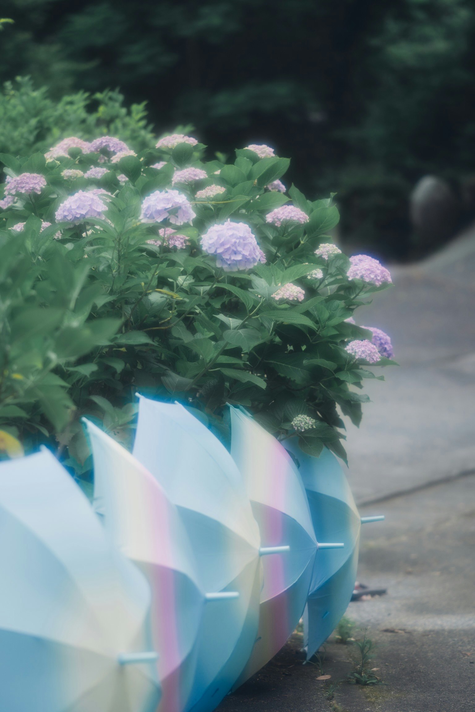 Colorful umbrellas lined up with purple flowers in the background