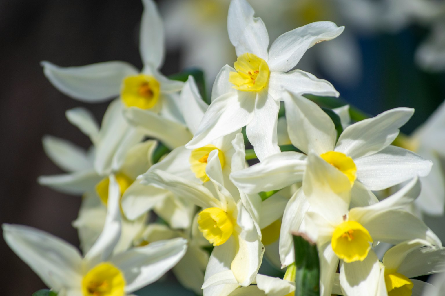 Kedekatan bunga dengan petal putih dan pusat kuning