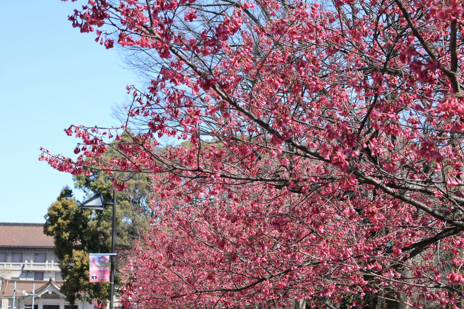 Bellissimo scenario di alberi di ciliegio in fiore allineati sotto un cielo blu con fiori rosa vivaci