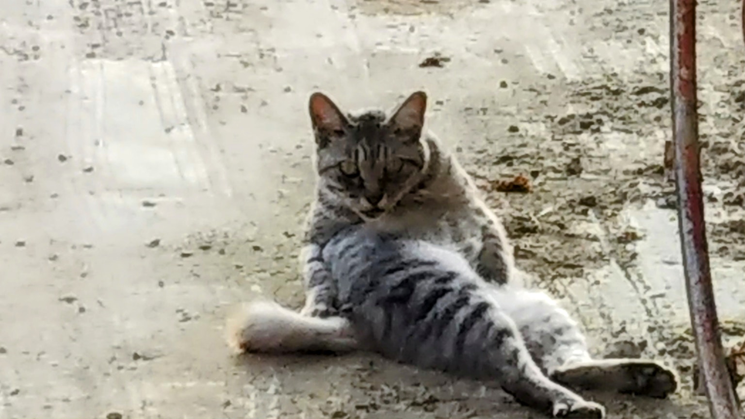 Un chat se prélassant confortablement sur une surface en béton