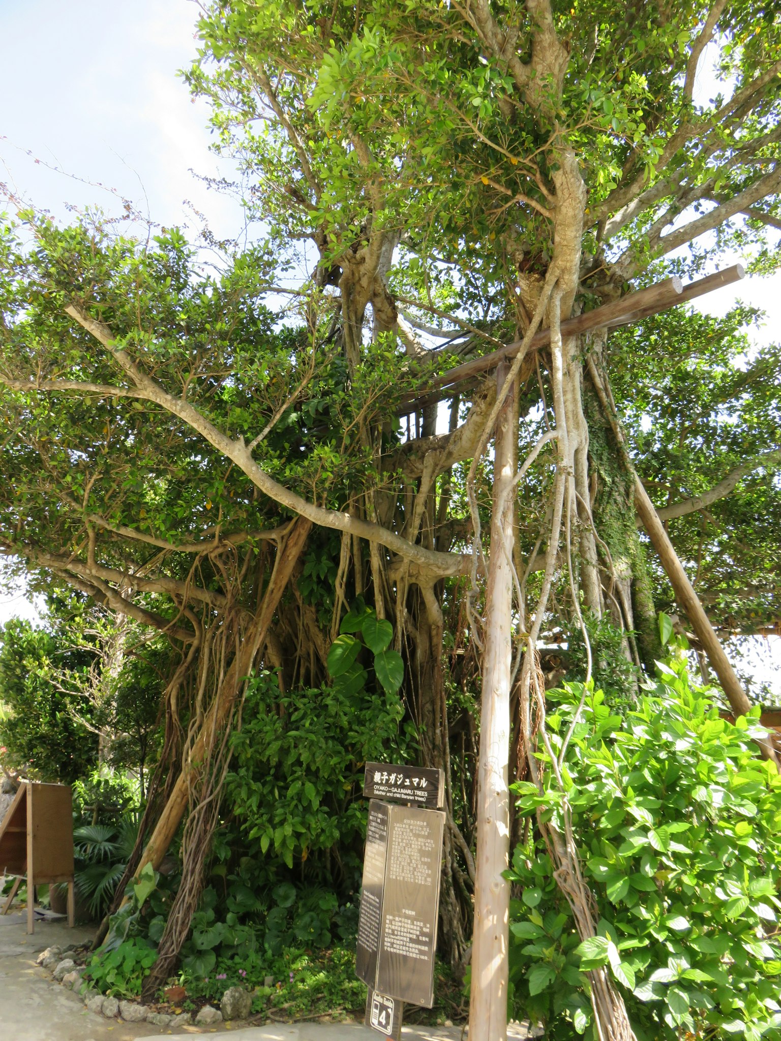 Un grand arbre avec des racines éparpillées et une végétation luxuriante