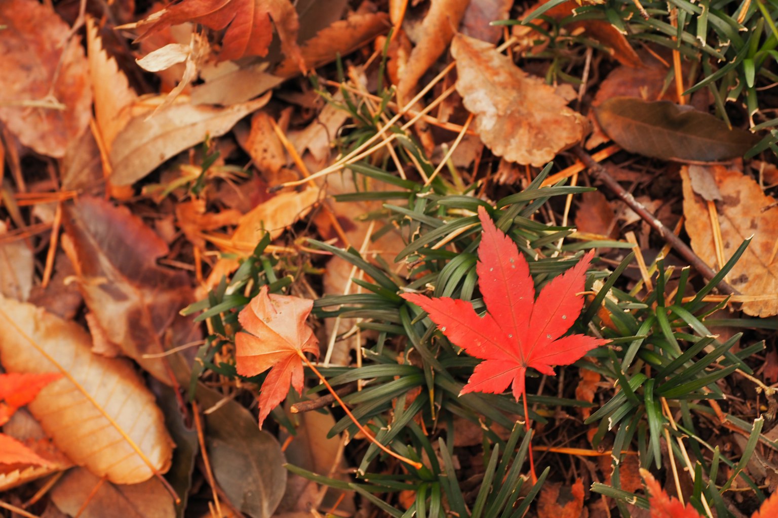 紅色楓葉與乾枯的葉子和草混合在地面上
