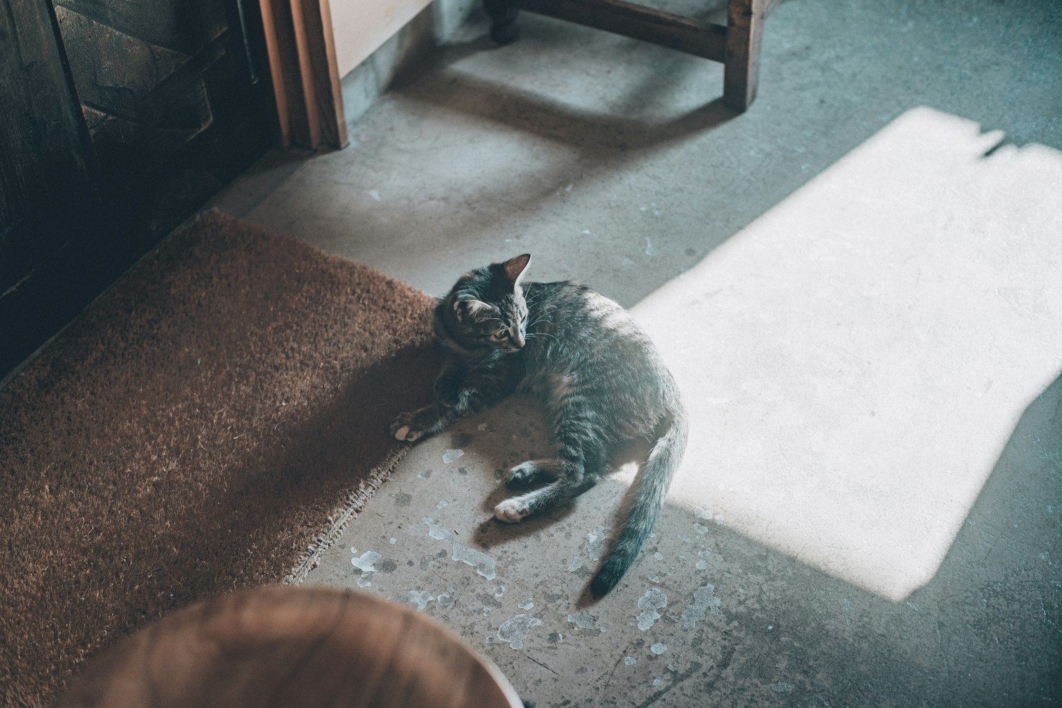一只猫在阳光下躺在木地板上