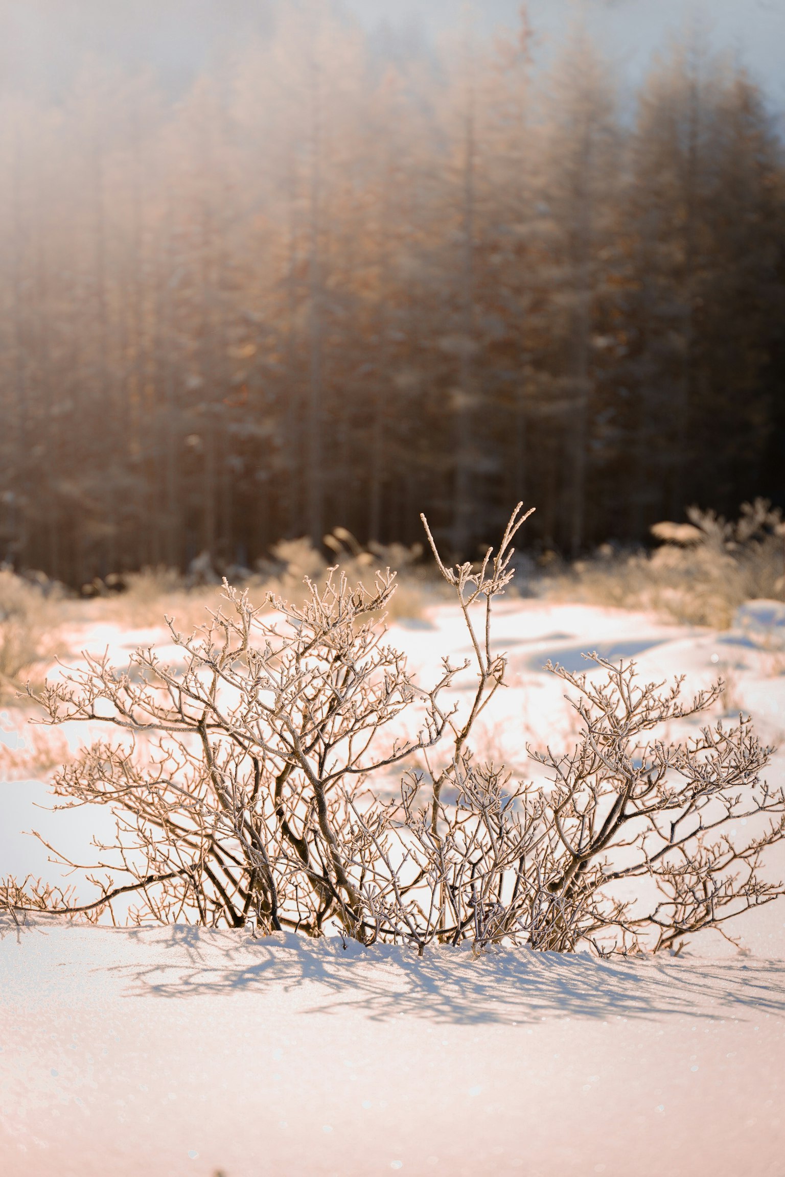 Snow-covered shrub with soft focus trees in the background