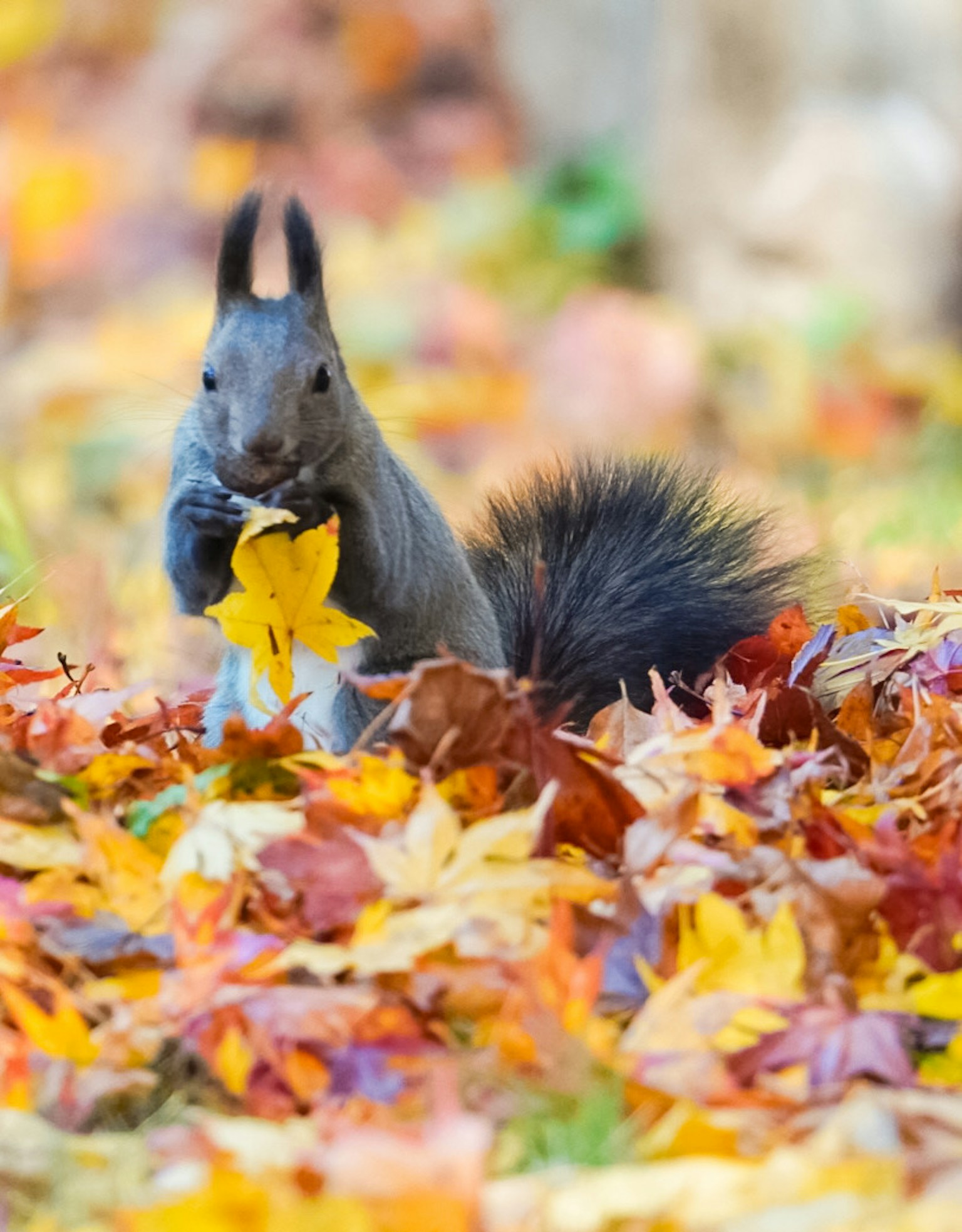 Nikol Sherzinger bilan porno tomosha qiling Porno birodar sikiklari opa onlayn