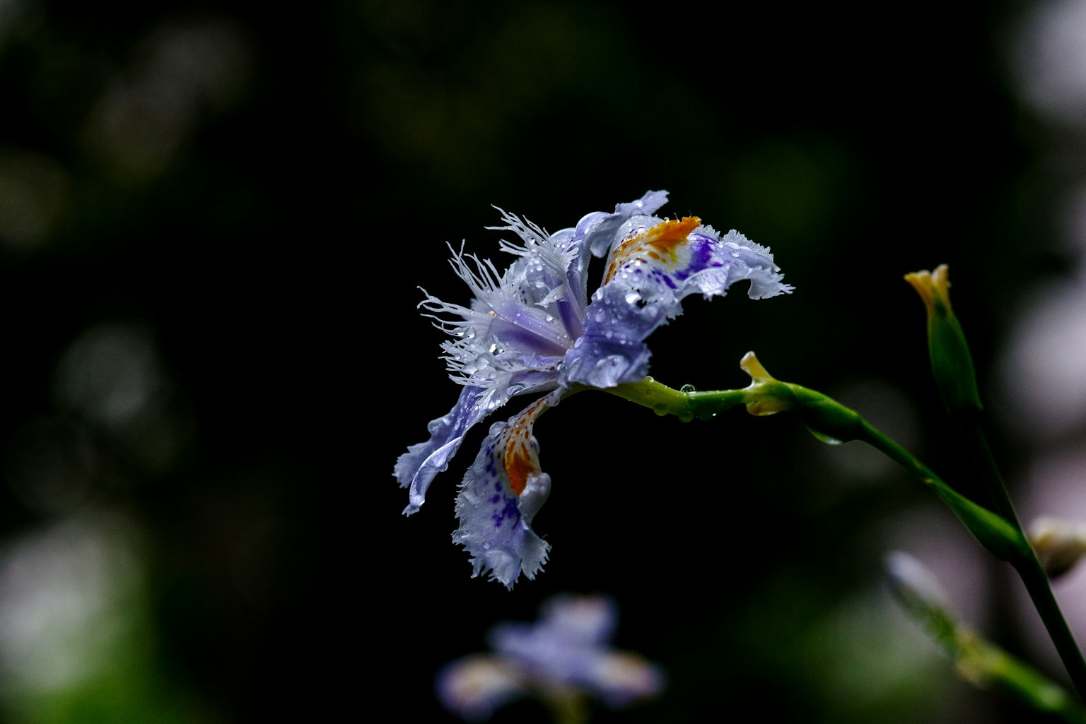Image en gros plan d'une fleur avec des pétales bleu-violet distinctifs