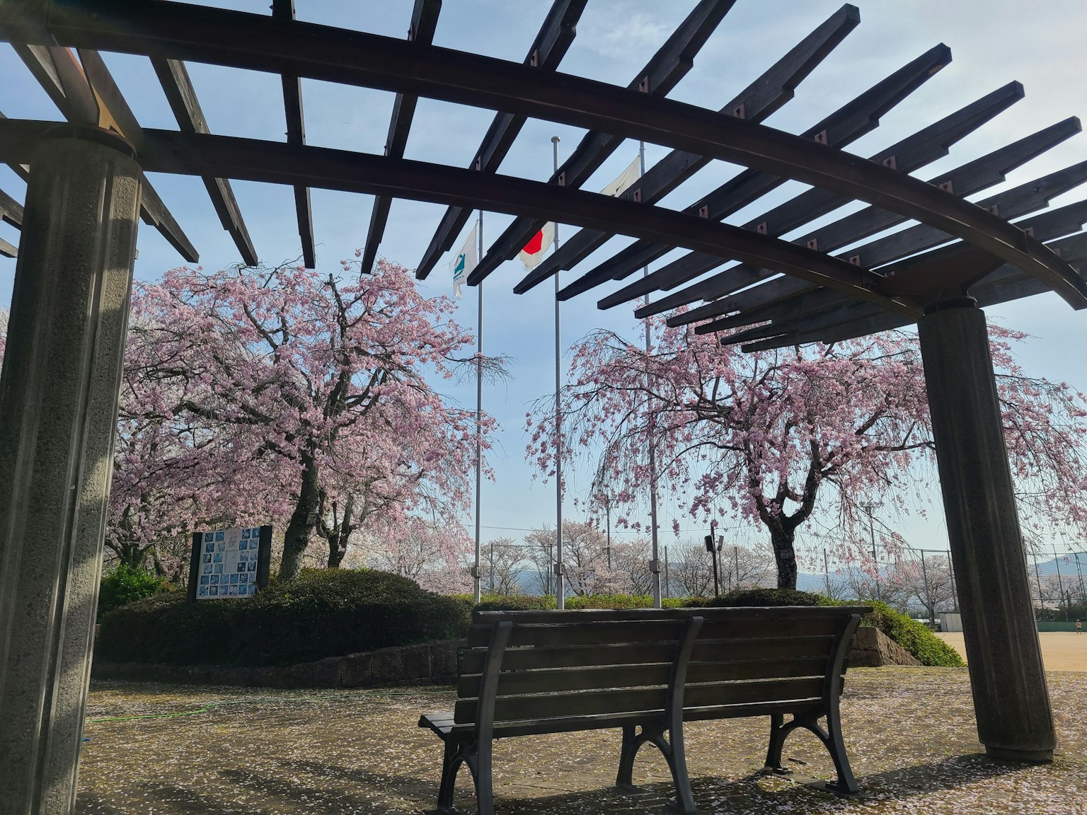 Panchina sotto un arco di legno con alberi di ciliegio in fiore sullo sfondo