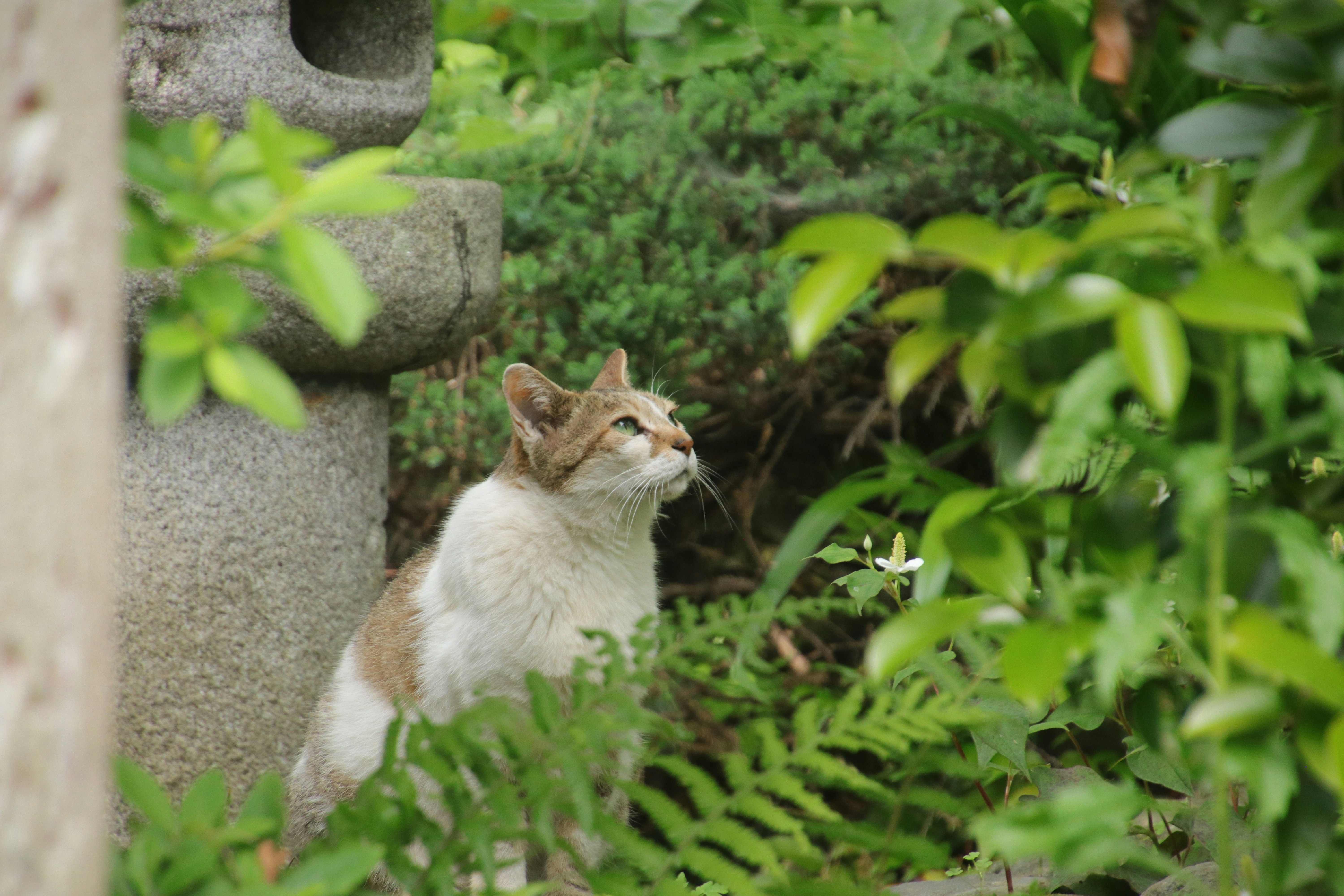 石の間にいる猫と緑の茂みの庭先
