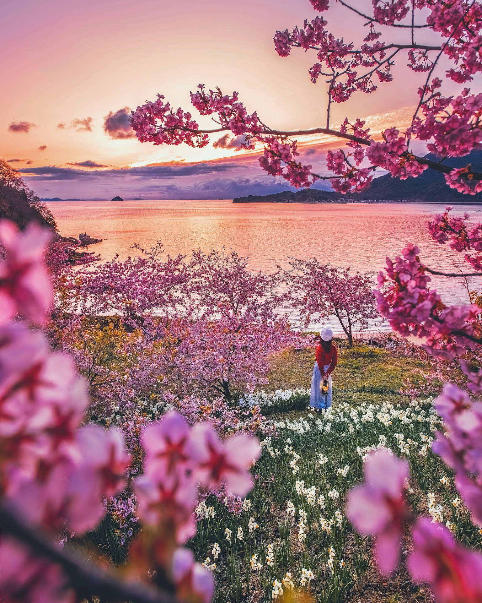 A person enjoying the view of blooming cherry blossoms at sunset