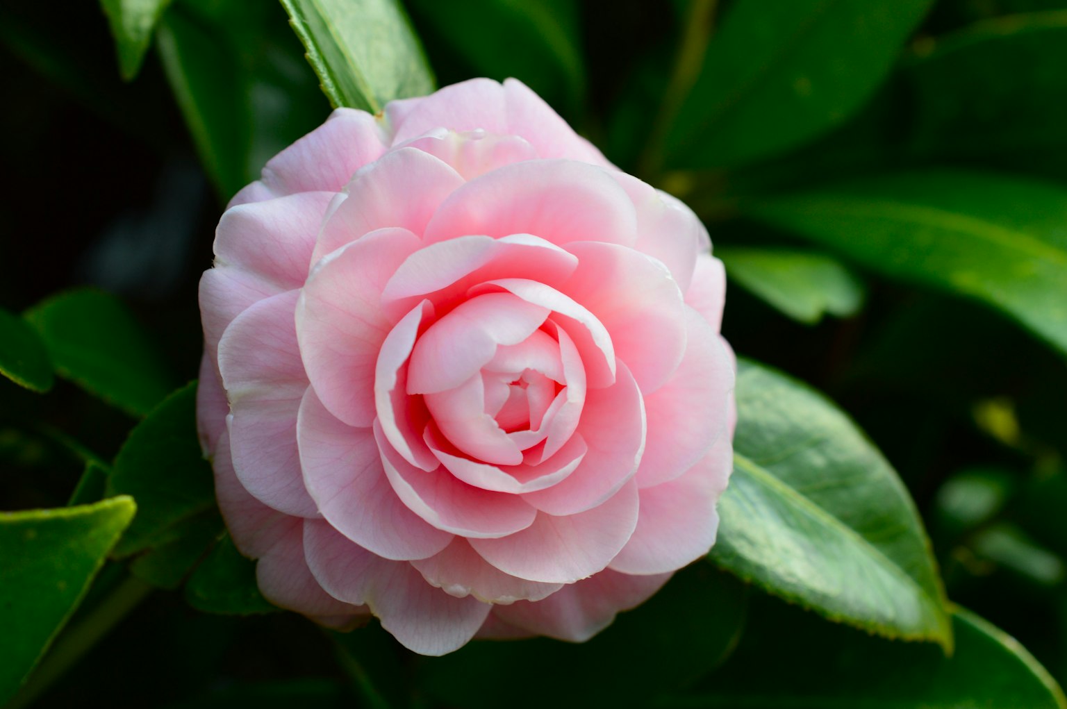 Una flor de camelia rosa suave rodeada de hojas verdes