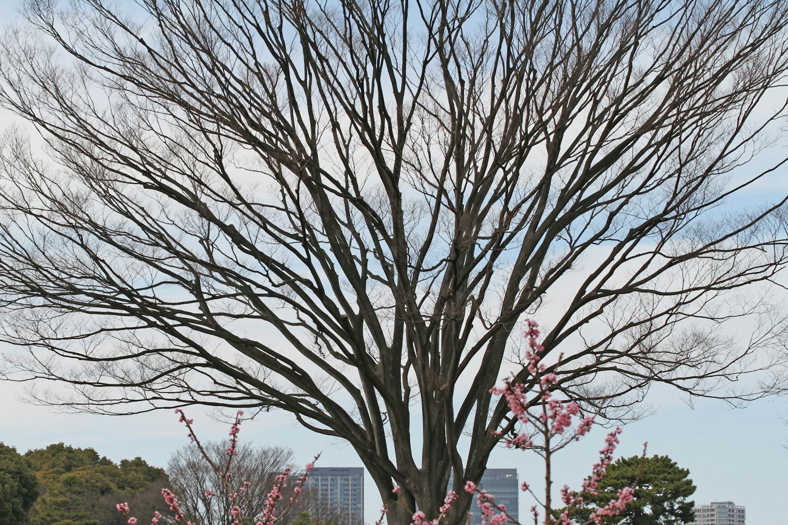Cherry blossom tree with bare branches and pink flowers against a blue sky and city buildings