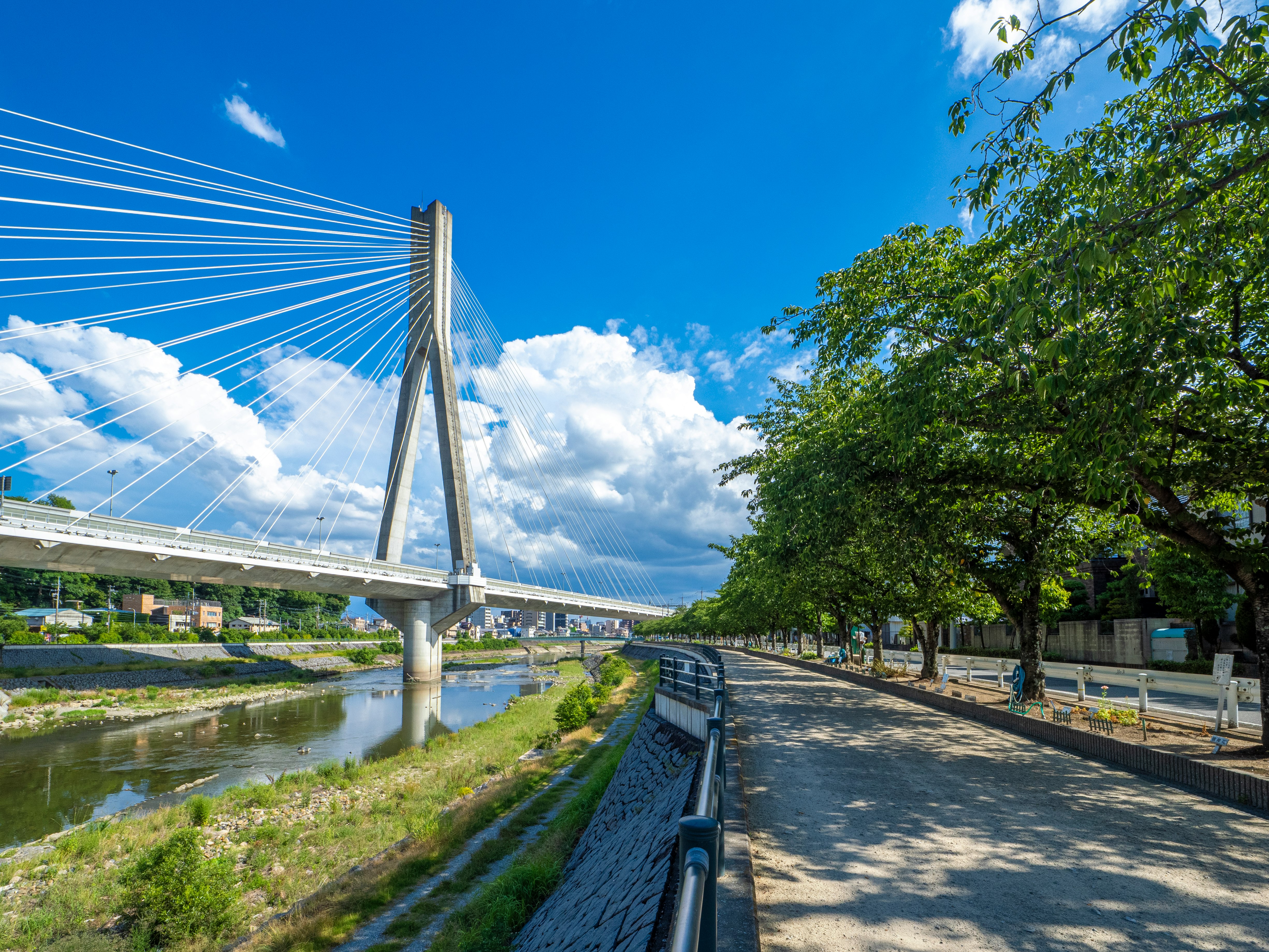 真夏の空の下、斜張橋と桜並木の川沿い遊歩道
