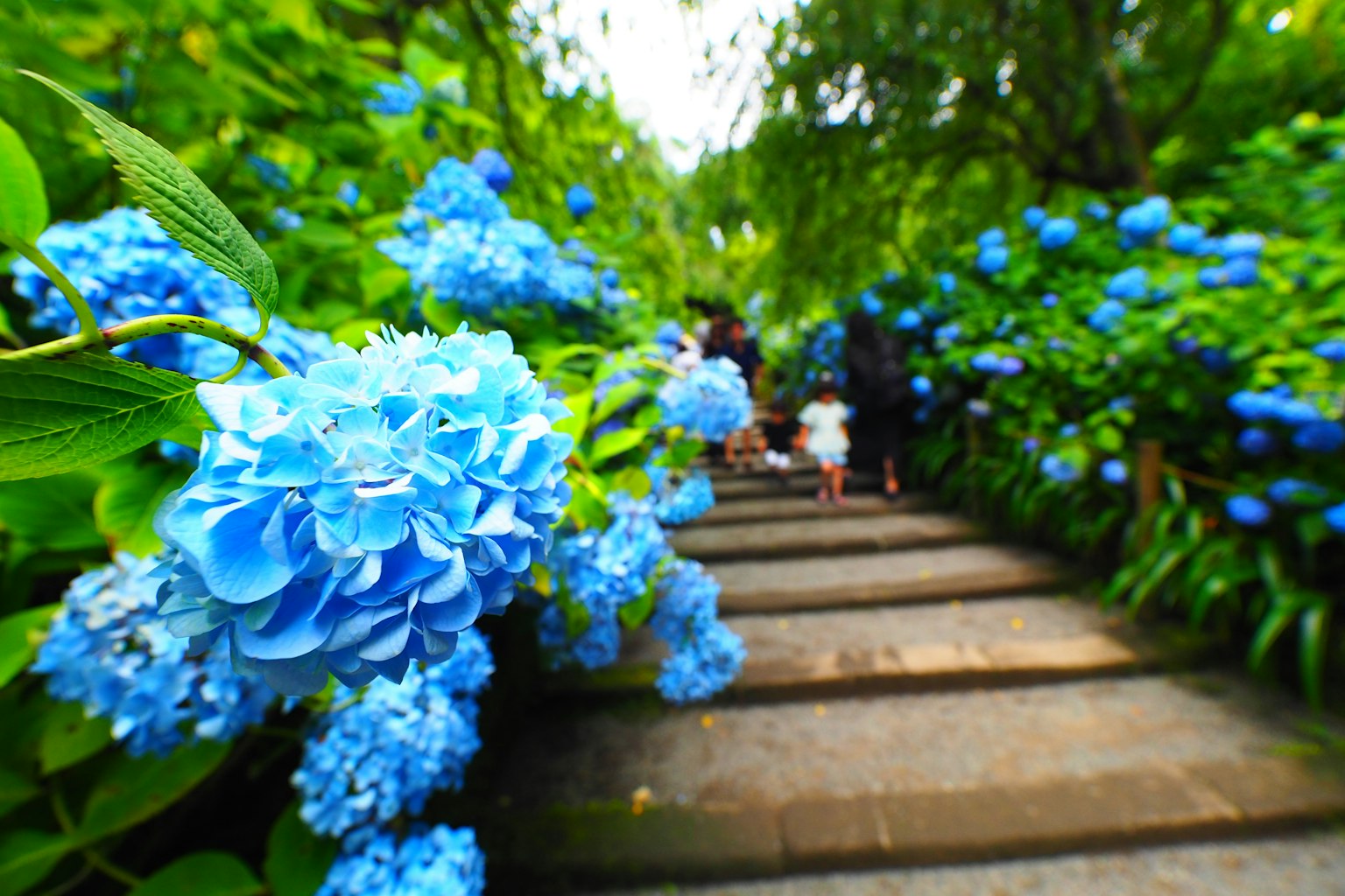 เส้นทางที่มีดอกไฮเดรนเจียสีน้ำเงินและพืชพรรณเขียวชอุ่ม