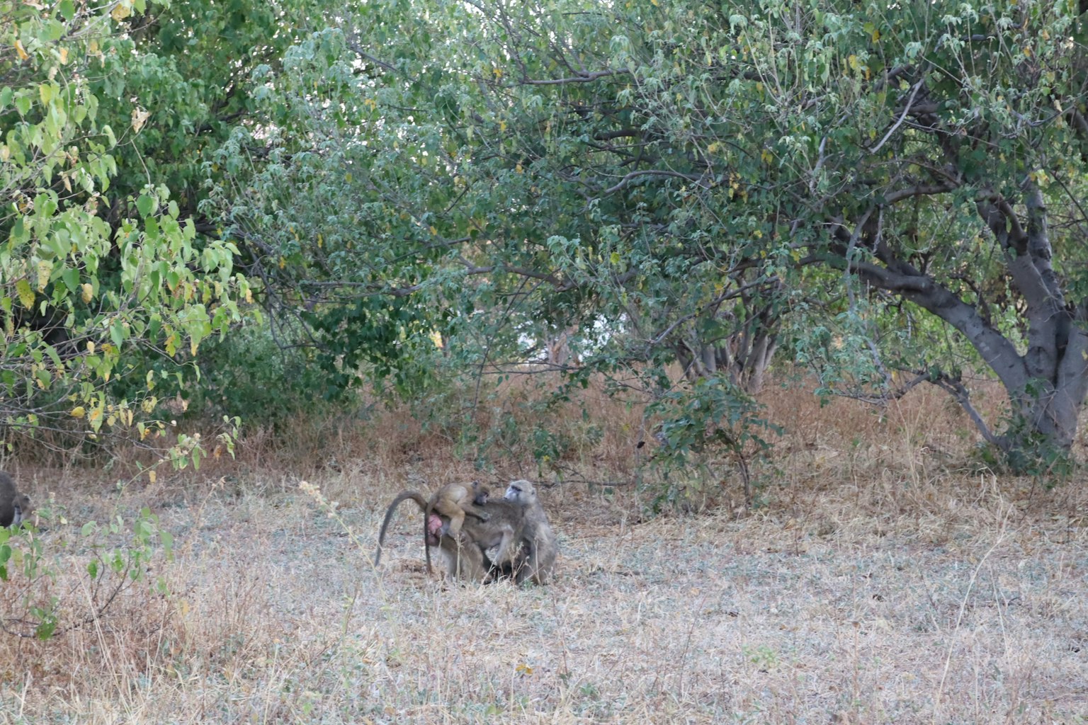 Due scimmie che giocano in un'area erbosa circondata da alberi