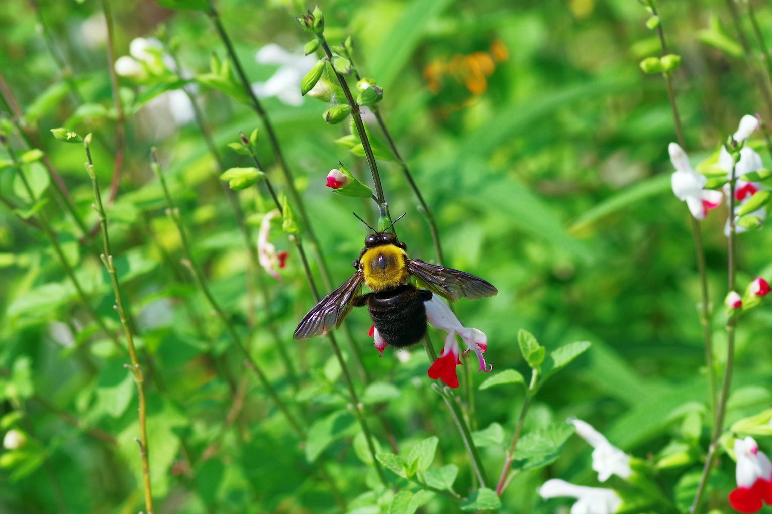 Una abeja amarilla posada sobre una flor roja en medio del follaje verde