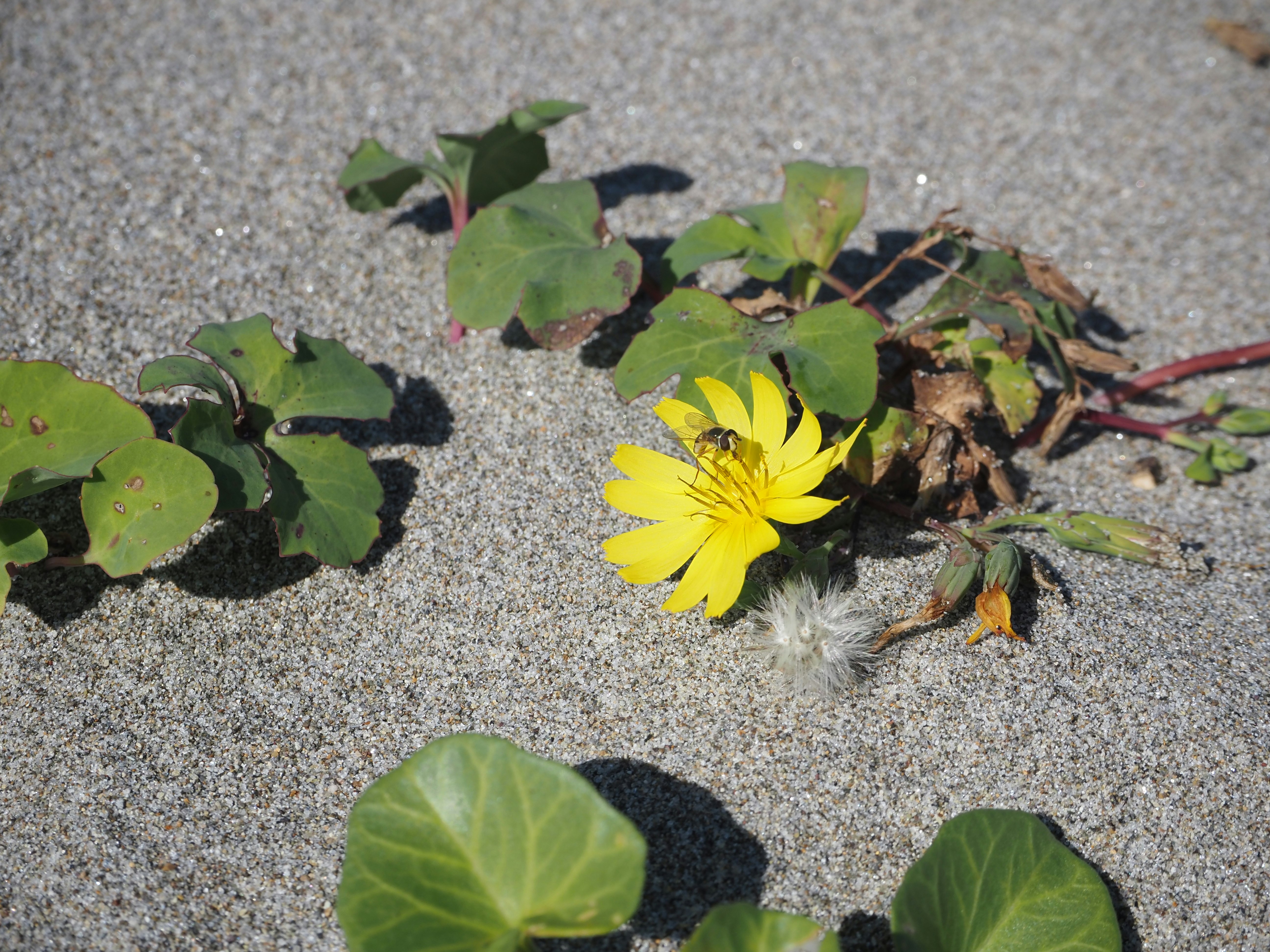 柏油路面上的黃色花朵與雜草