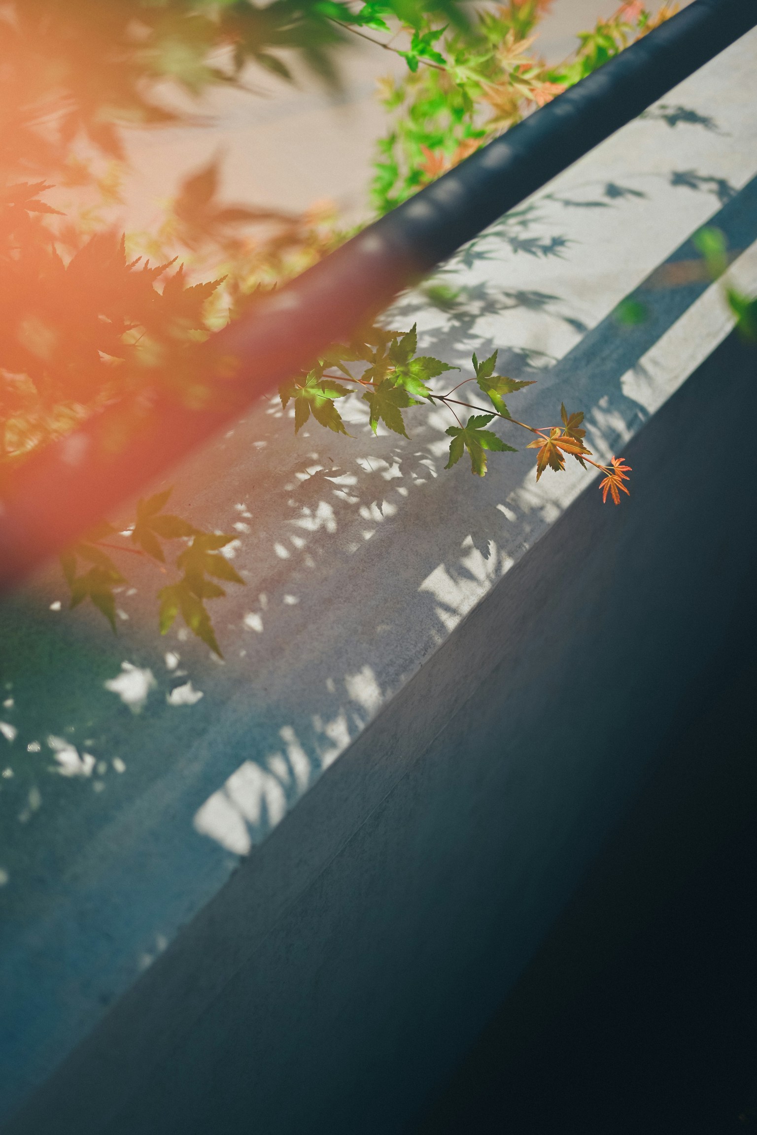 Contraste de plantas verdes y sombras en una pared blanca