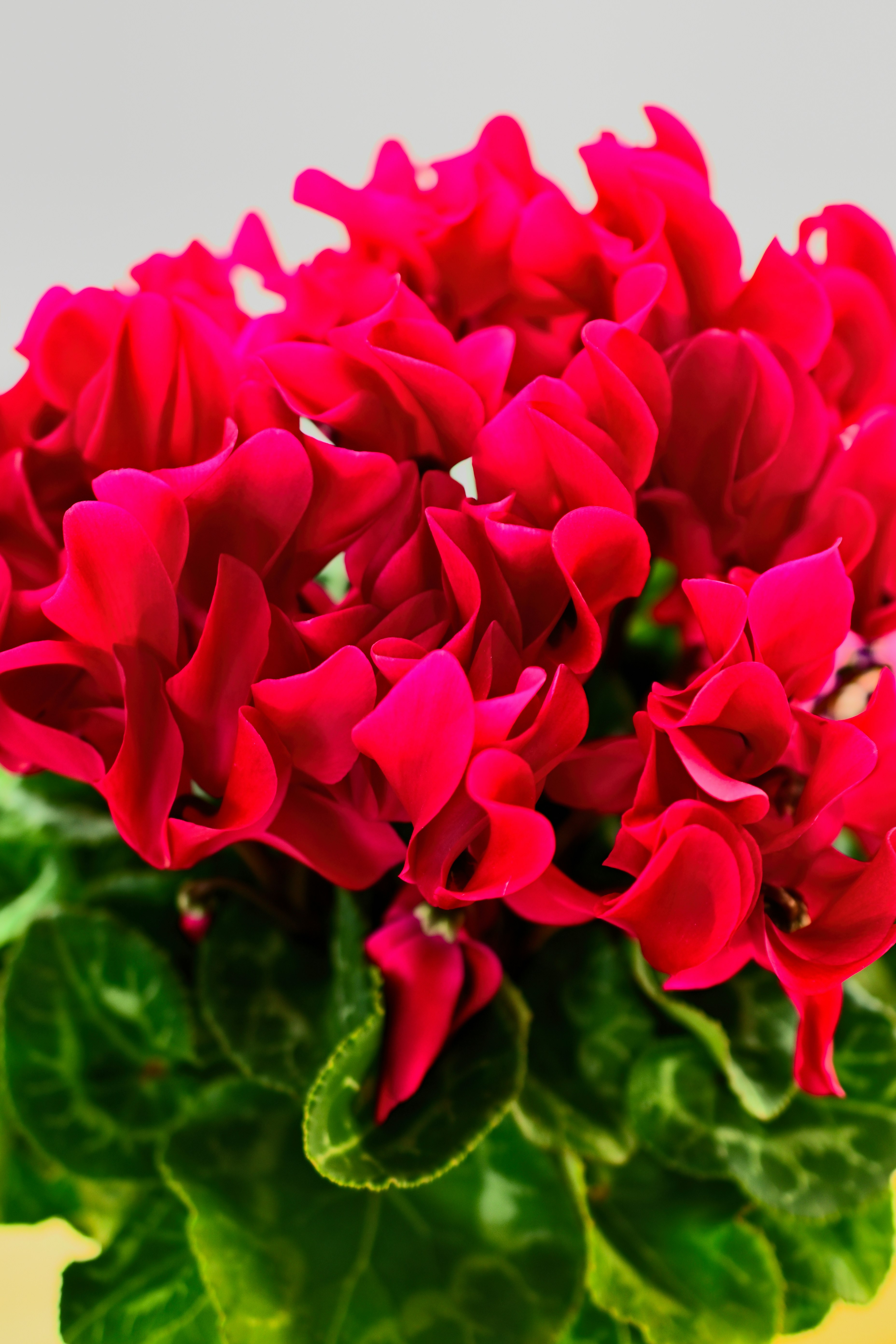 close-up of red cyclamen flowers