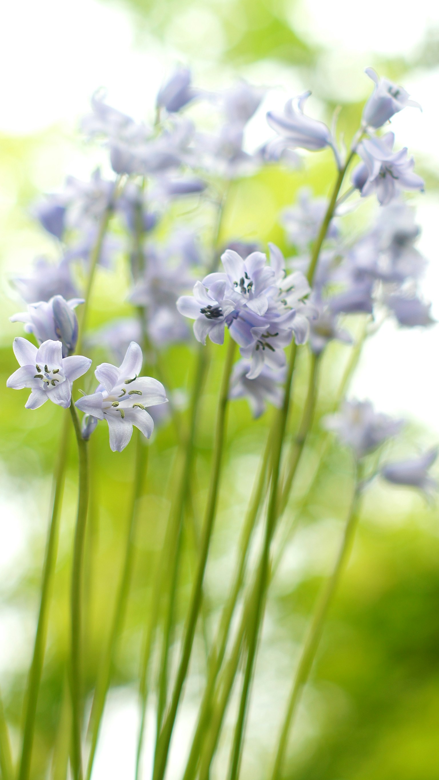 ภาพดอกไม้สีม่วงอ่อนที่รวมกันอยู่กับพื้นหลังสีเขียวที่เบลอ
