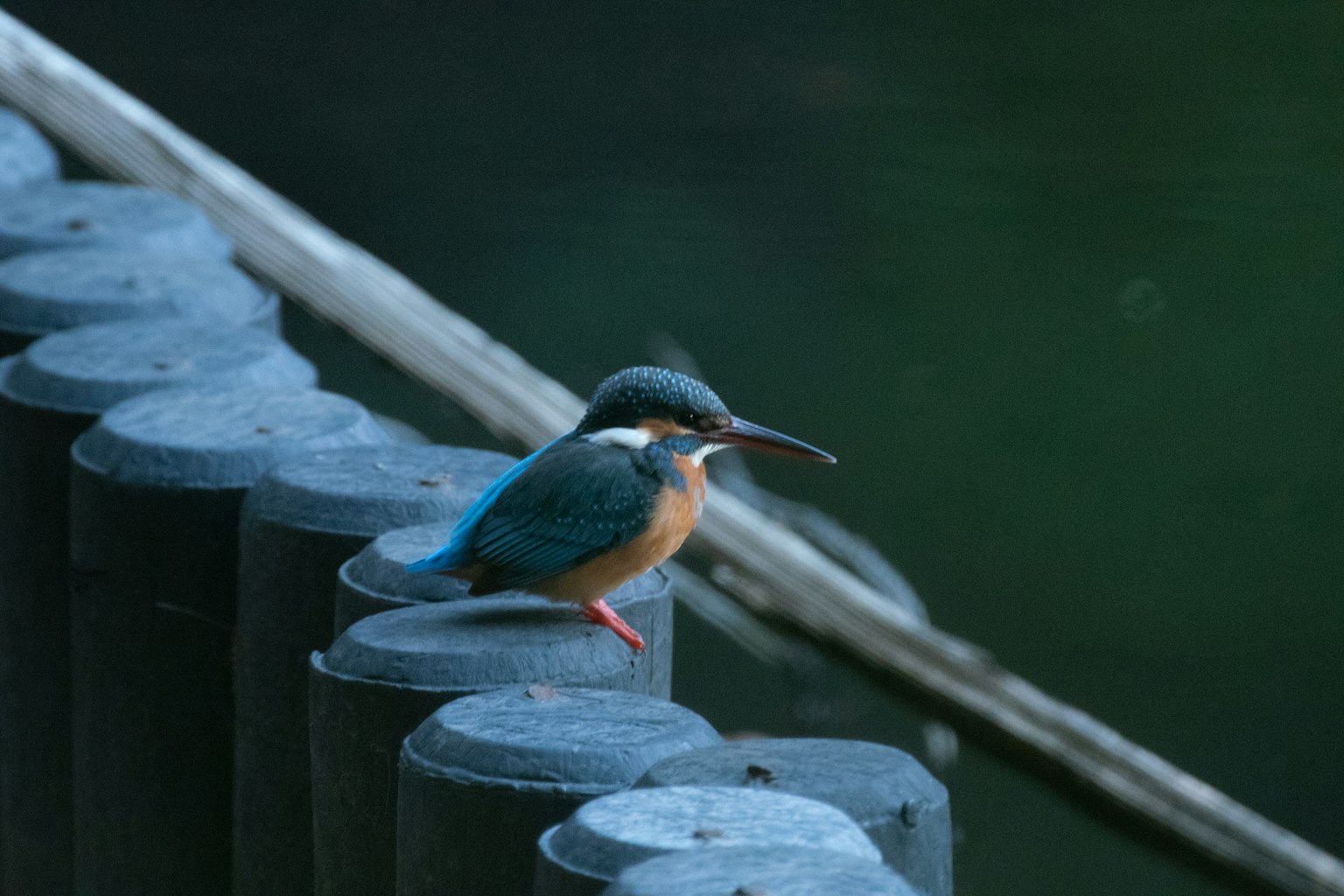 A kingfisher with blue feathers perched on a black post