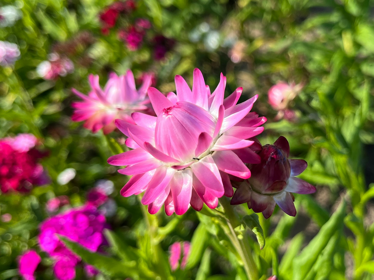 Fiori rosa vibranti che fioriscono in un giardino