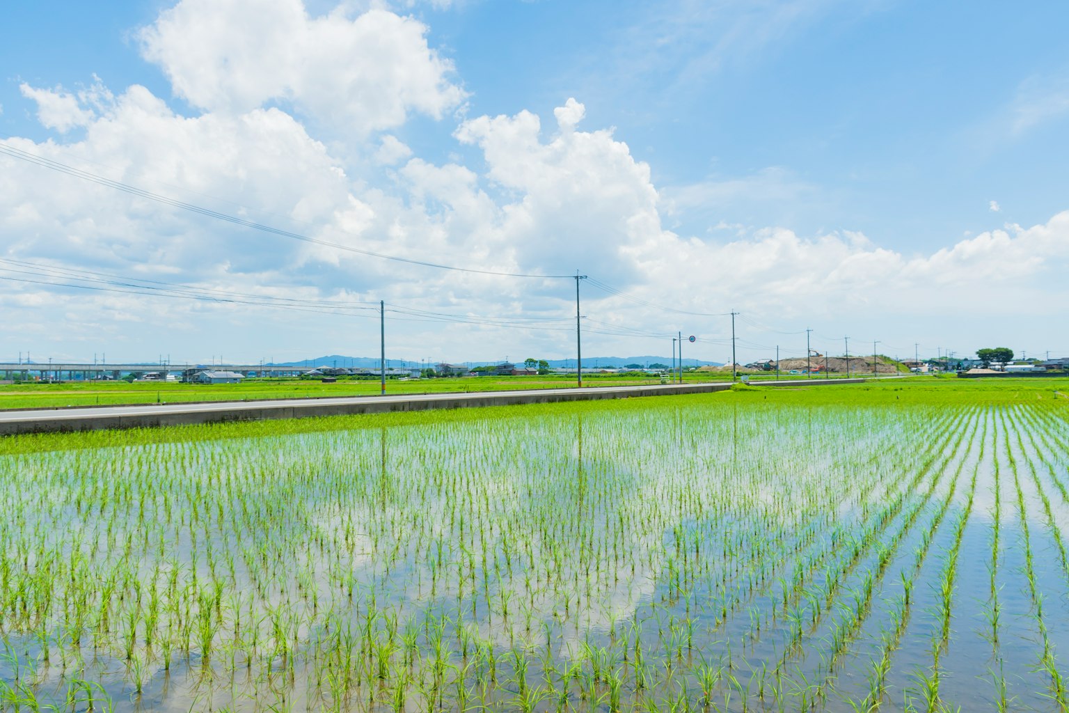 郁郁蔥蔥的稻田映襯著藍天和白雲