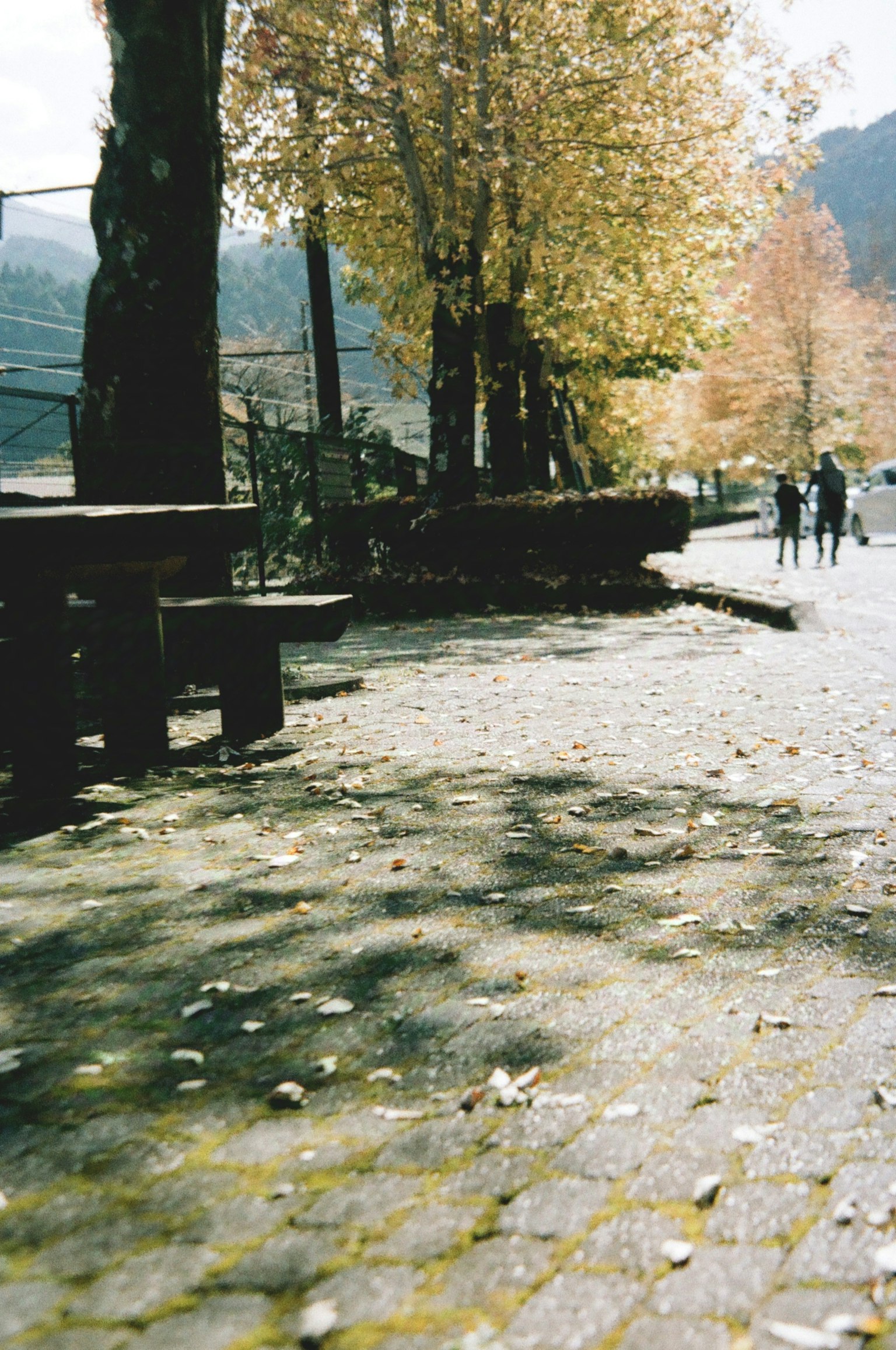 Sentier de parc en automne avec des feuilles éparpillées et des arbres le long du chemin