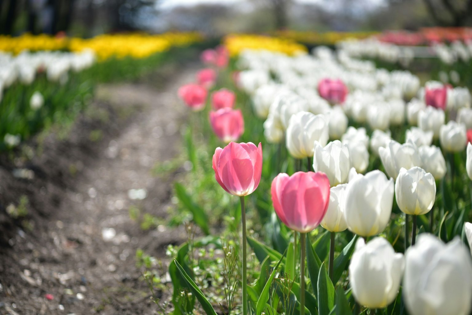 Bunter Tulpenfeld mit rosa und weißen Tulpen entlang eines Weges