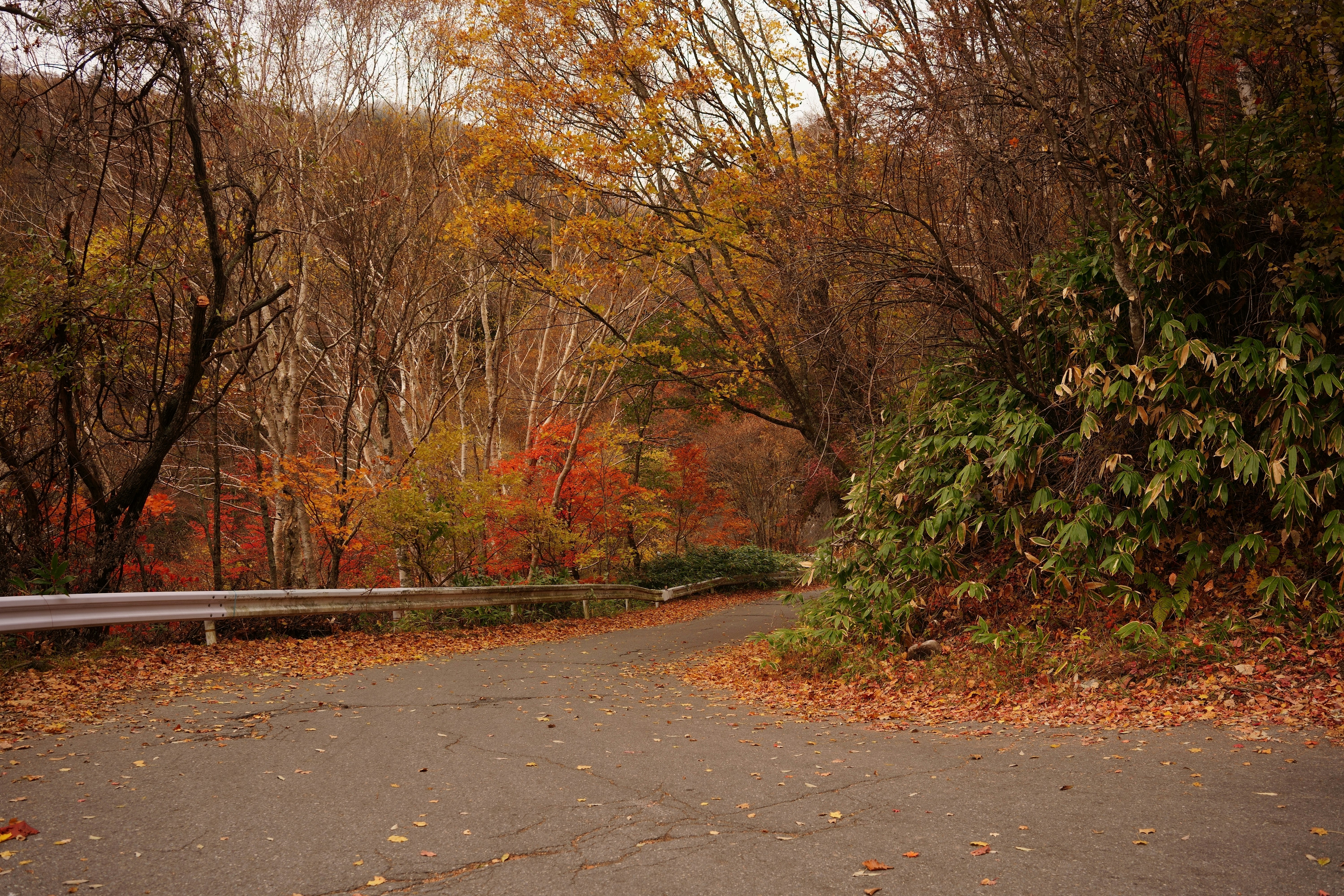 route d’automne dans une forêt bordée d’arbres aux feuilles rouges