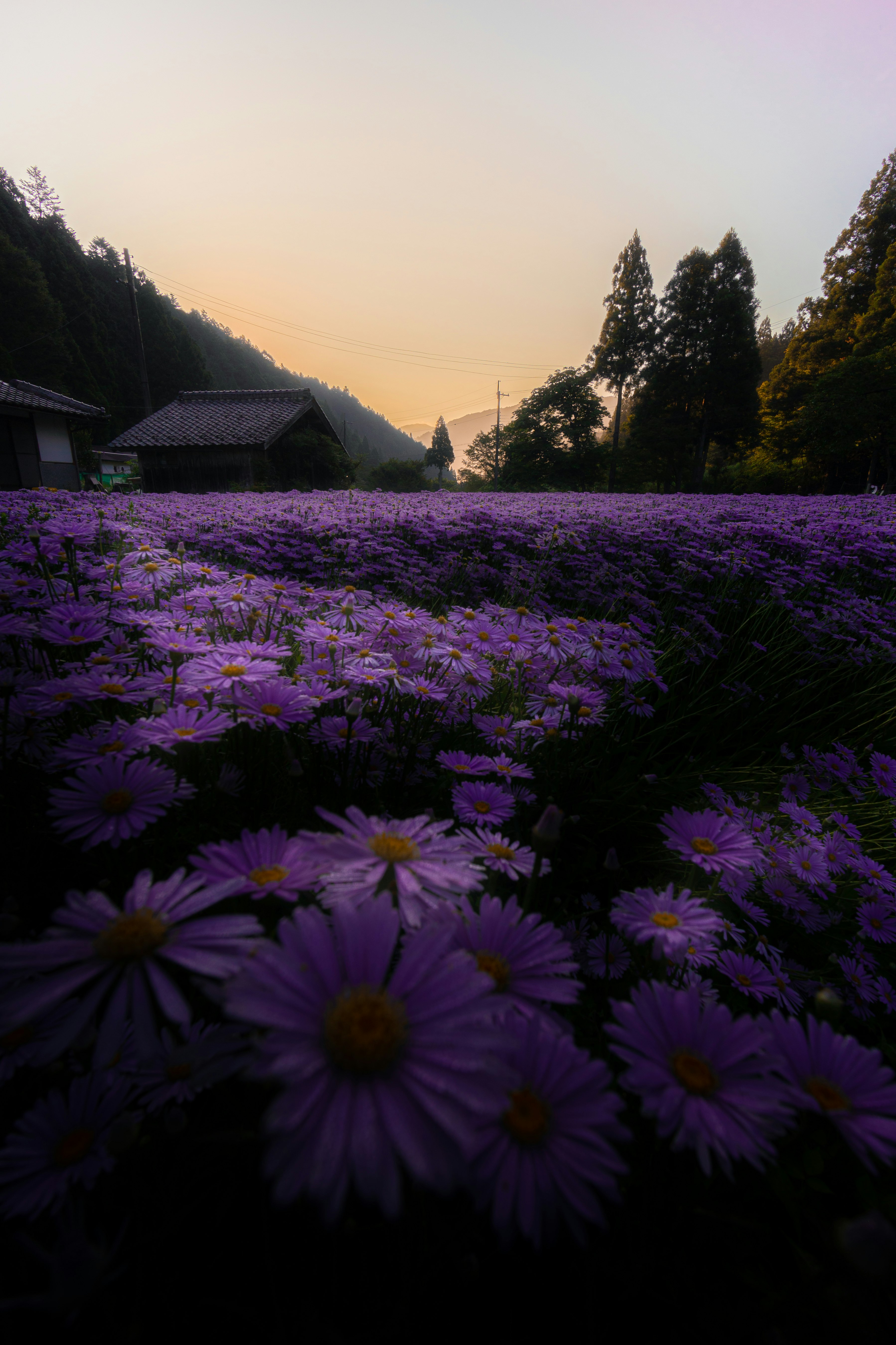 夕暮れの紫の花畑と山並みの風景