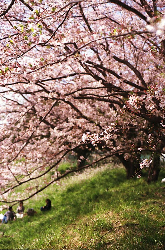 桜の枝が広がる公園の花見風景