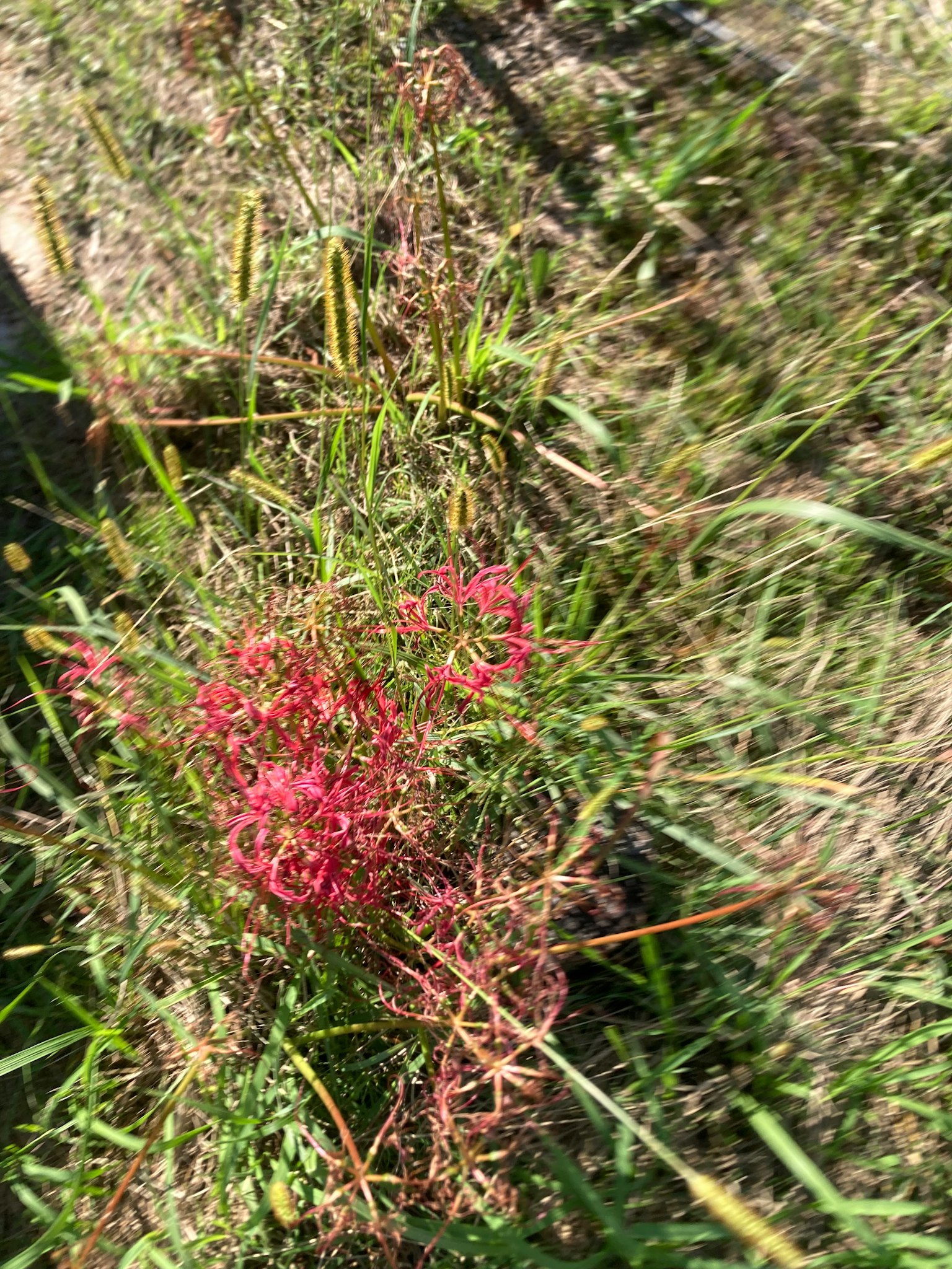 緑の草の中に咲く赤い花のクローズアップ