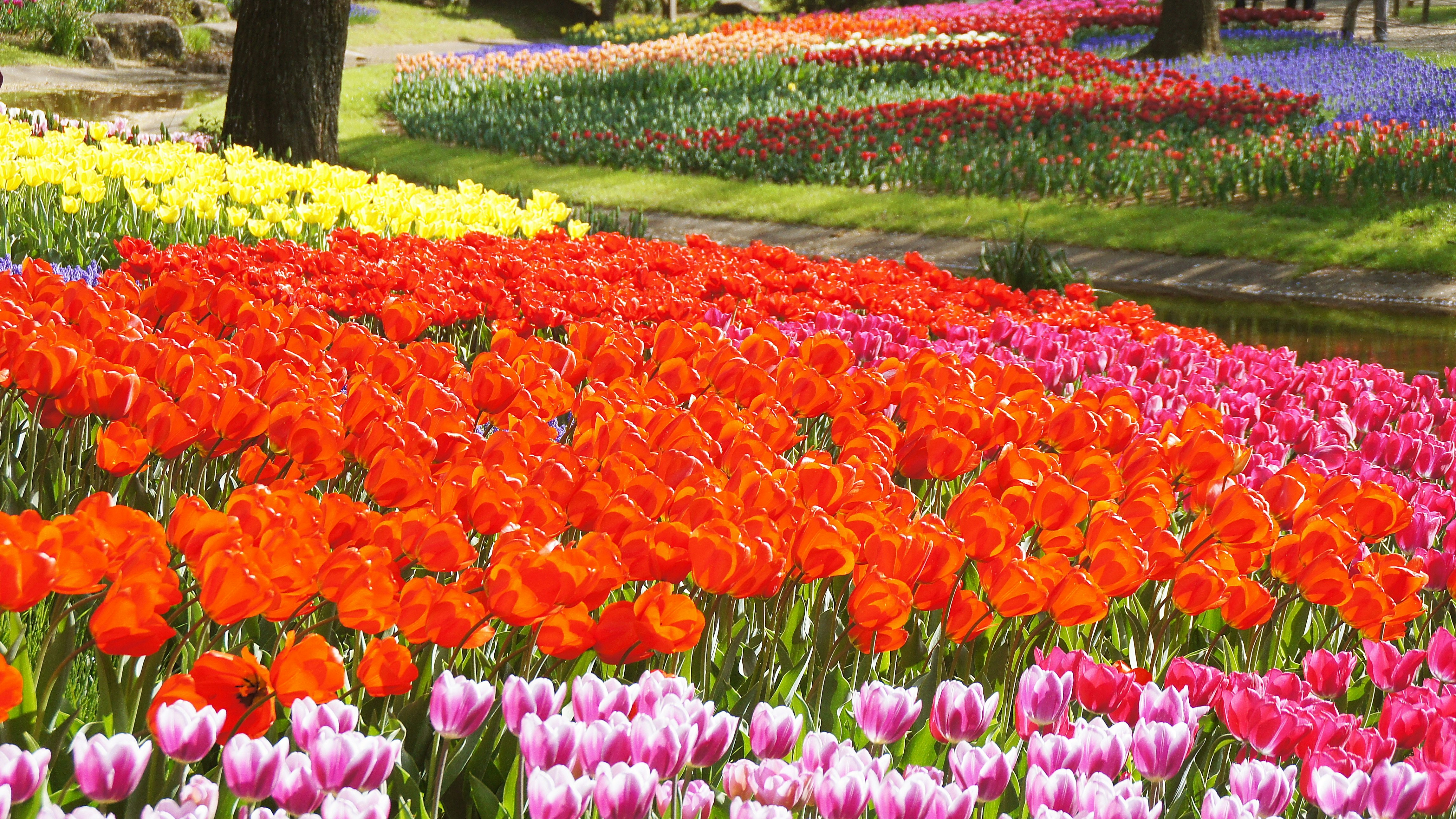 barisan bunga tulip berwarna-warni