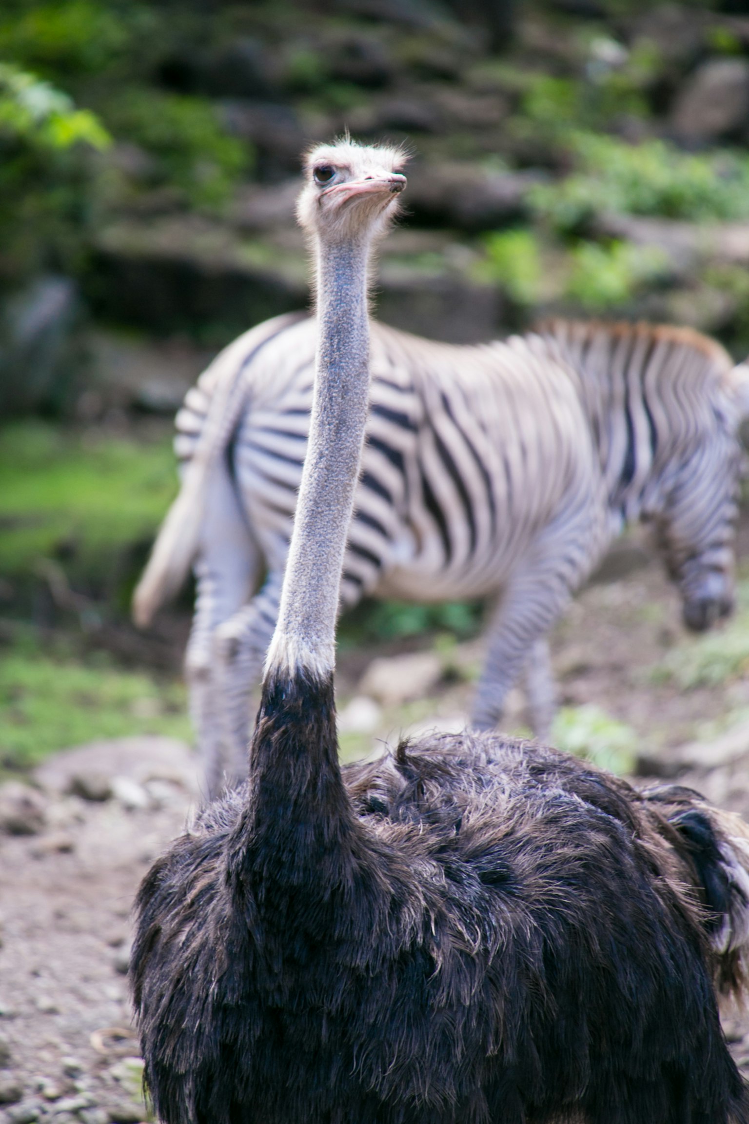 Ein Strauß im Vordergrund mit einem Zebra im Hintergrund