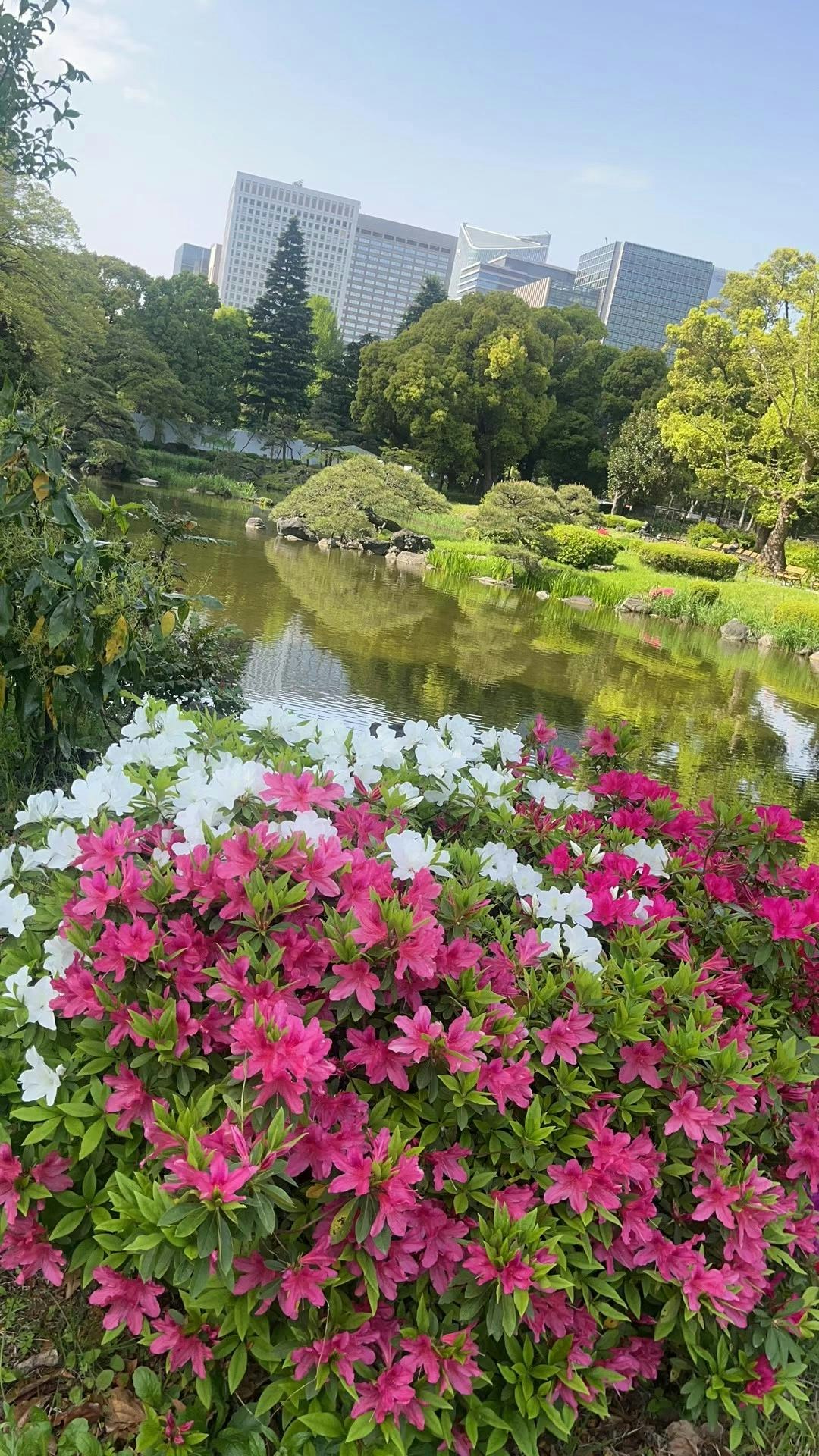 garden pond with vibrant azalea flowers, greenery and skyline buildings
