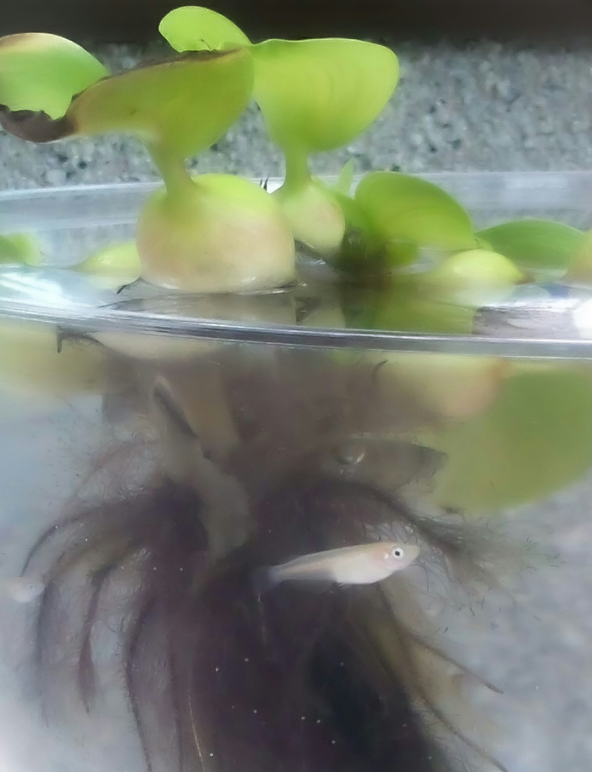 金魚鉢で泳ぐメダカと水草
