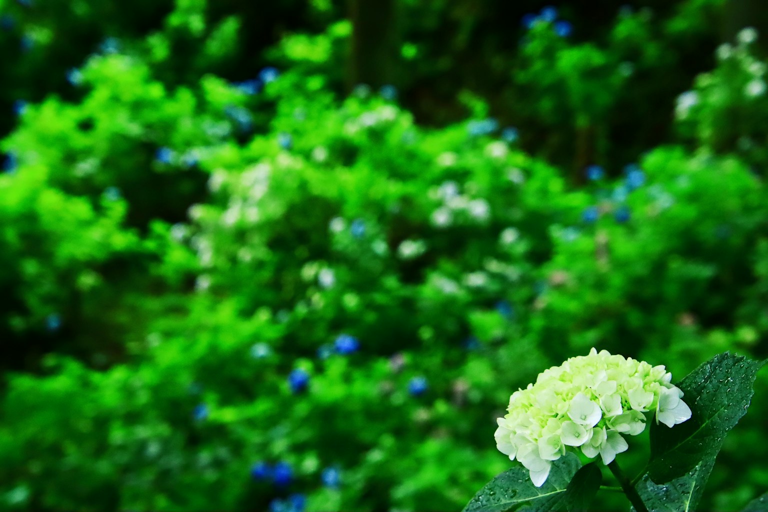 Primo piano di un fiore bianco con uno sfondo verde che presenta vegetazione lussureggiante e fiori blu