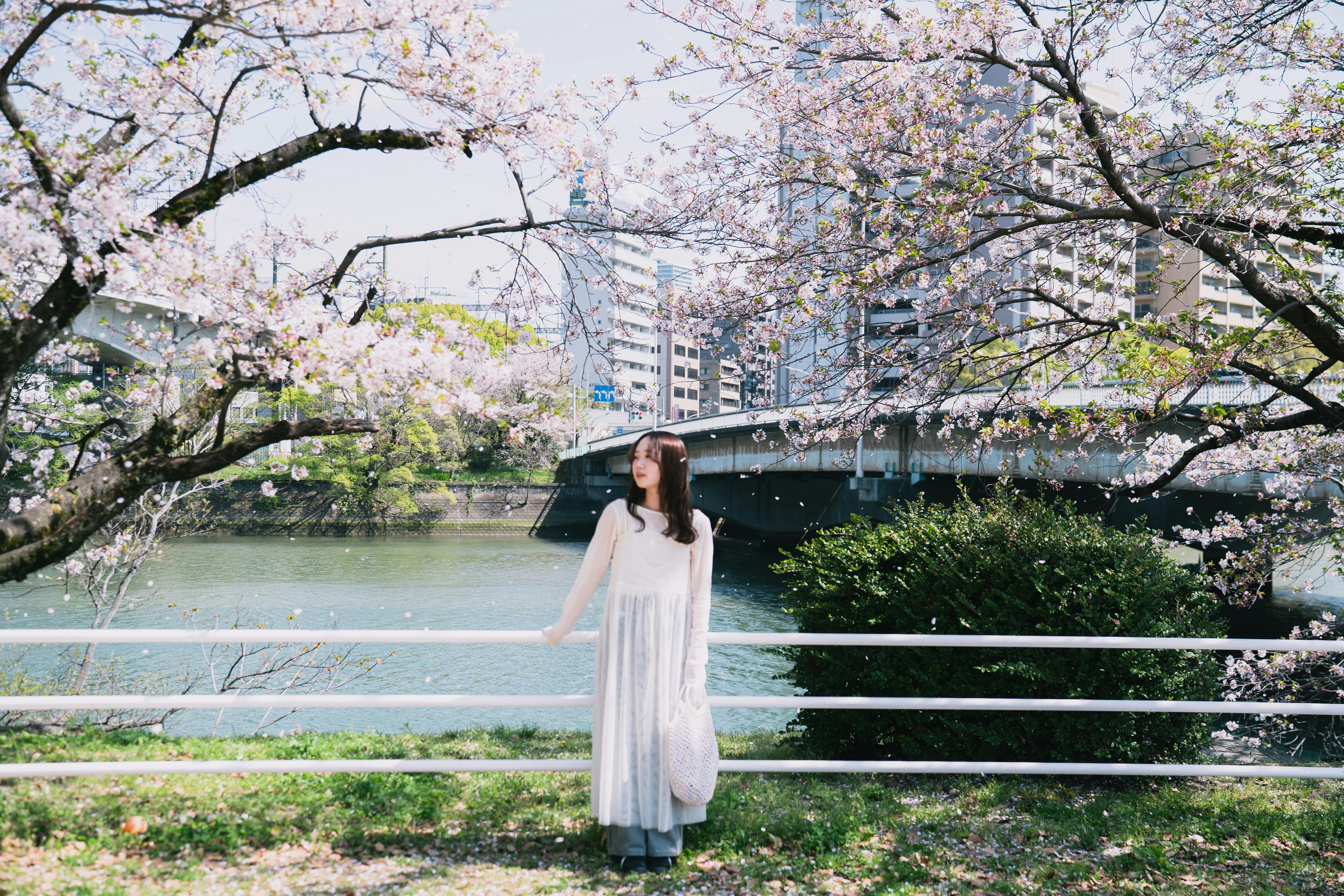 桜並木の遊歩道で白いドレスの女性