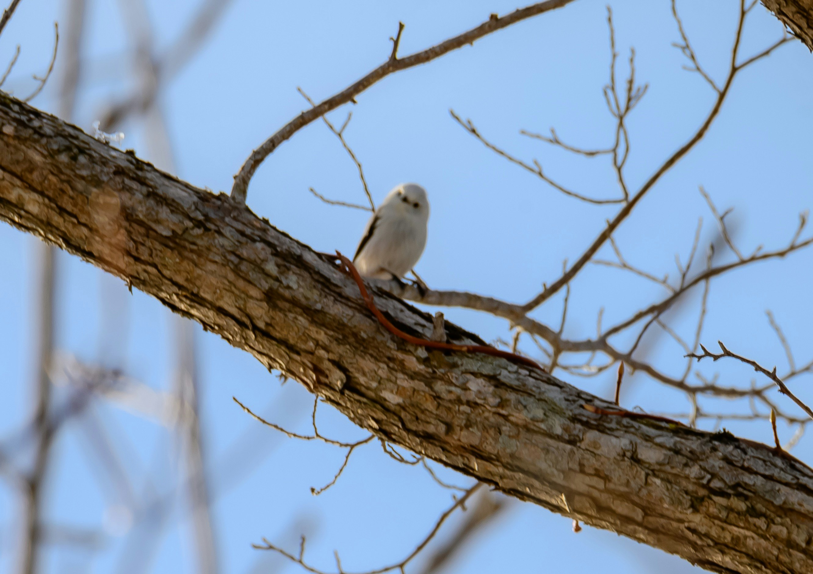 a small bird perched on a tree branch in winter