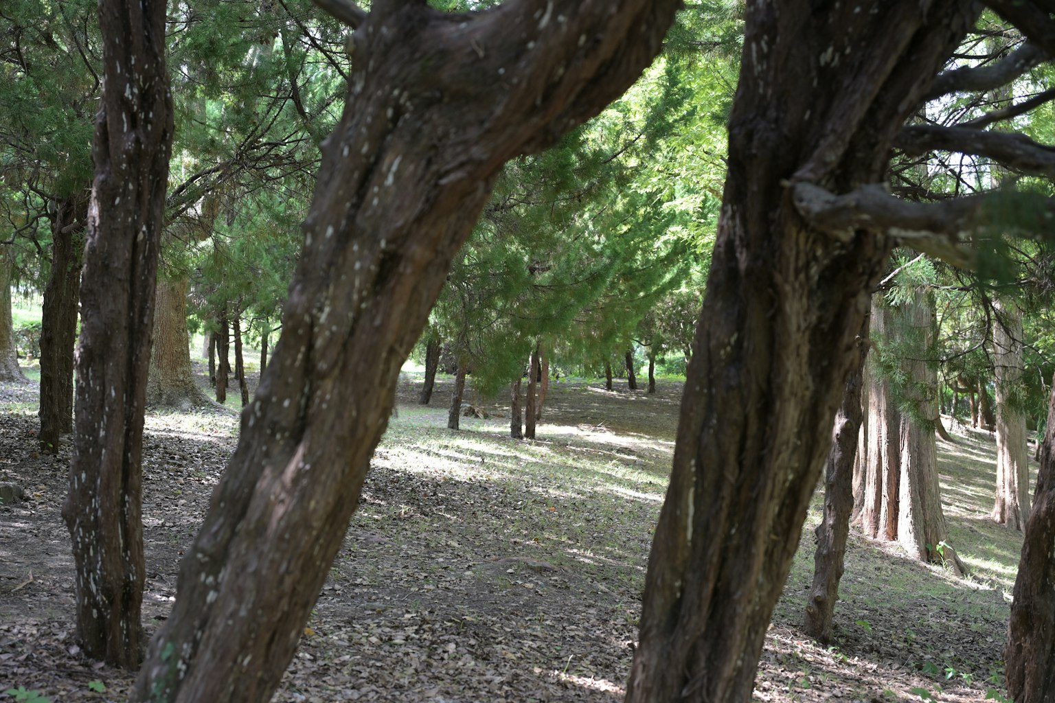 Curved trees in a lush green forest