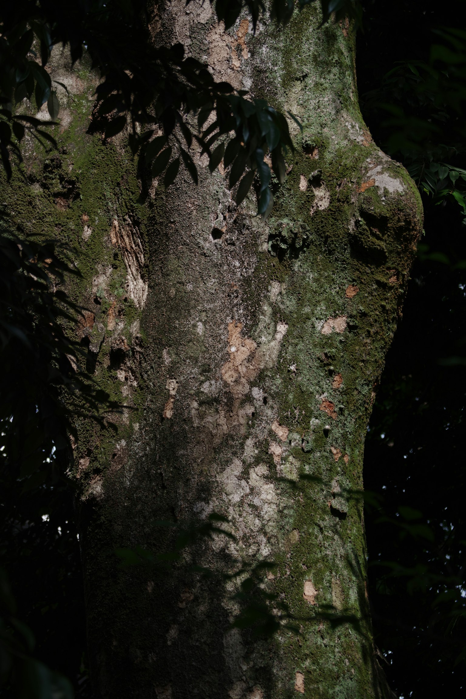 树干的细致纹理与对比阴影