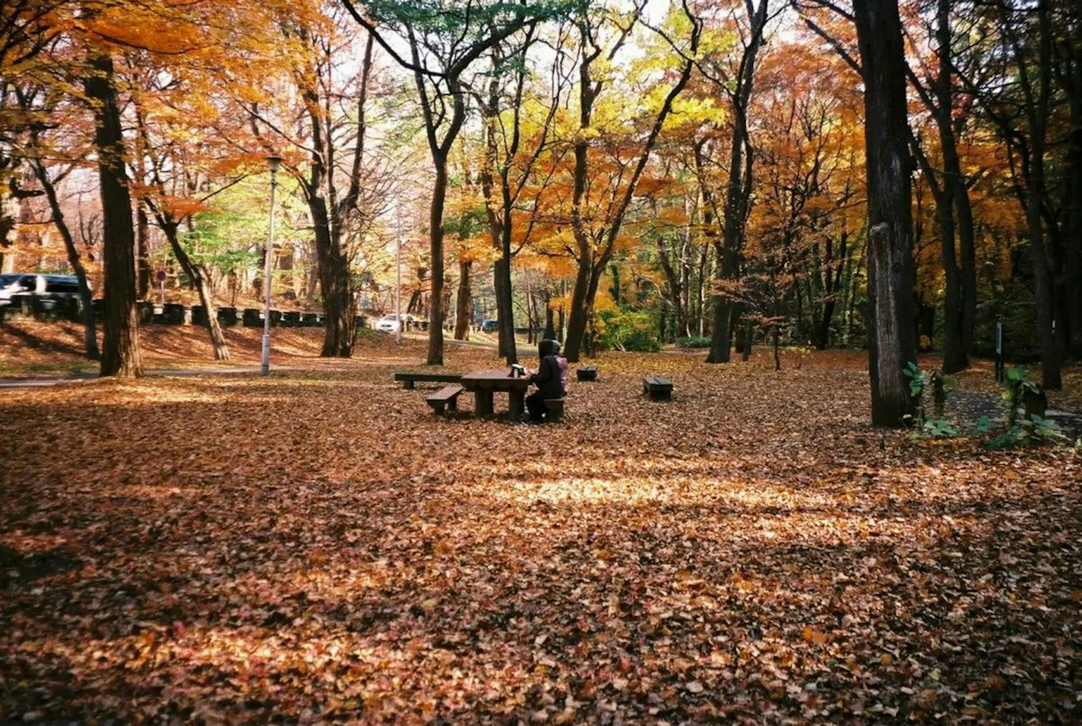 Escena de parque de otoño con hojas caídas y árboles