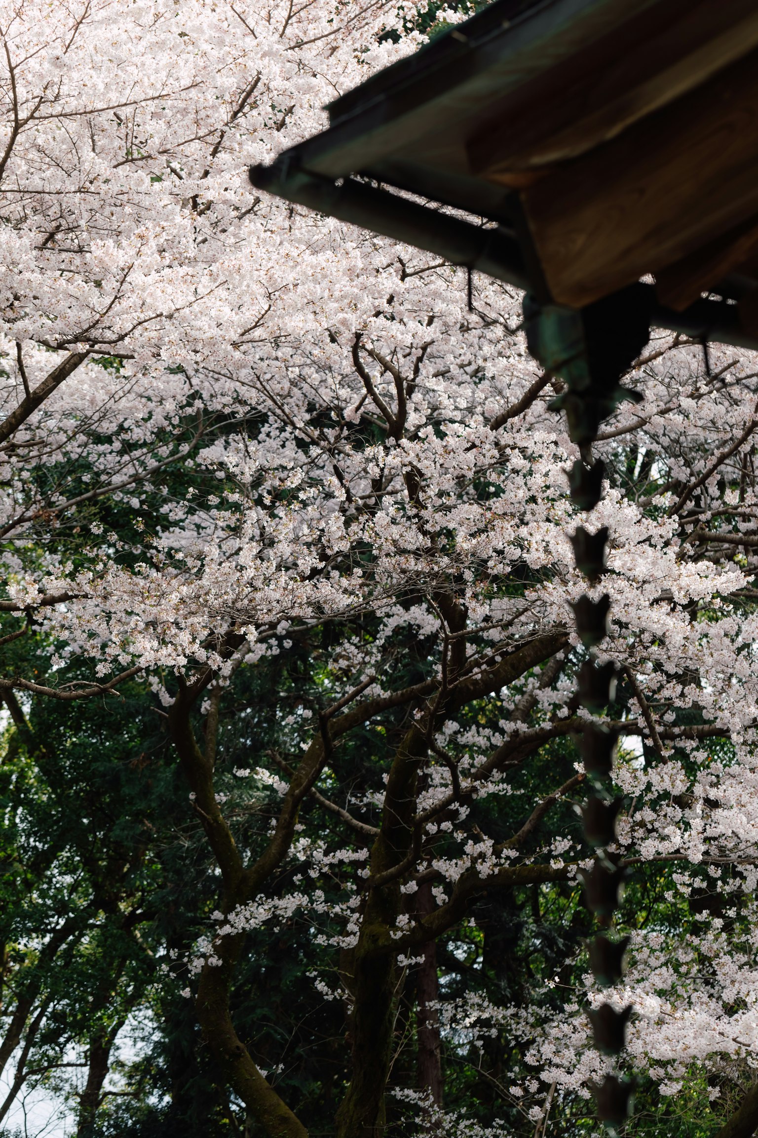 樱花树的特写，粉色花朵和屋檐下滴落的水
