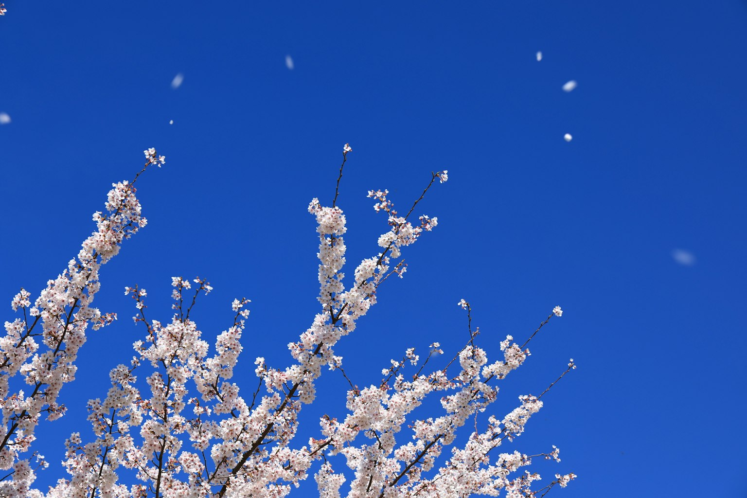 Fiori di ciliegio in fiore contro un cielo blu con petali che cadono