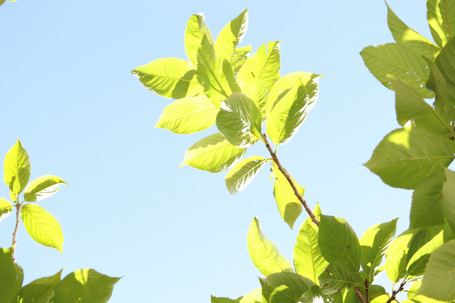 Bright green leaves against a blue sky