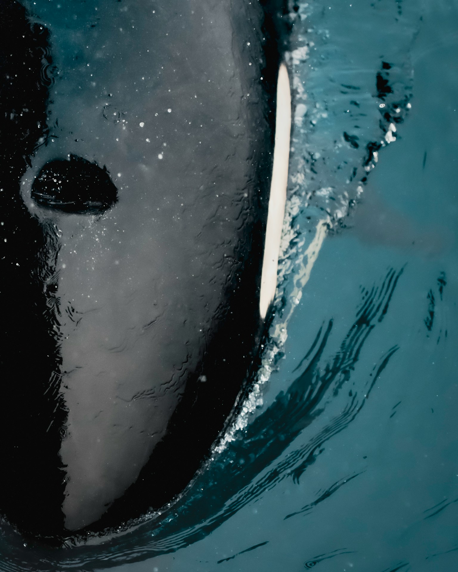 Close-up of an orca in water showcasing its black skin and surrounding bubbles