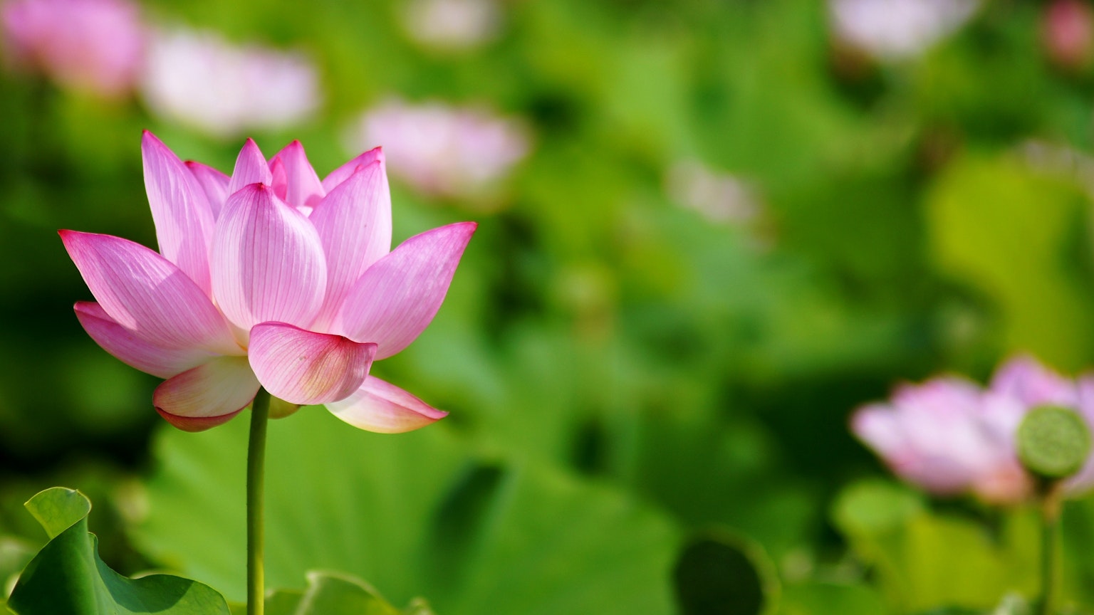 Schöne rosa Lotusblüte, die zwischen grünen Blättern blüht