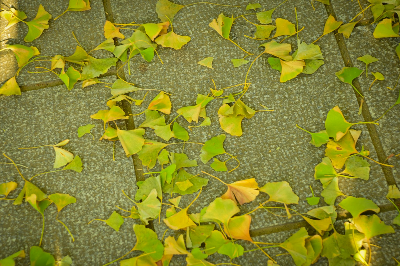 Feuilles de ginkgo vertes et jaunes éparpillées sur un pavé en pierre