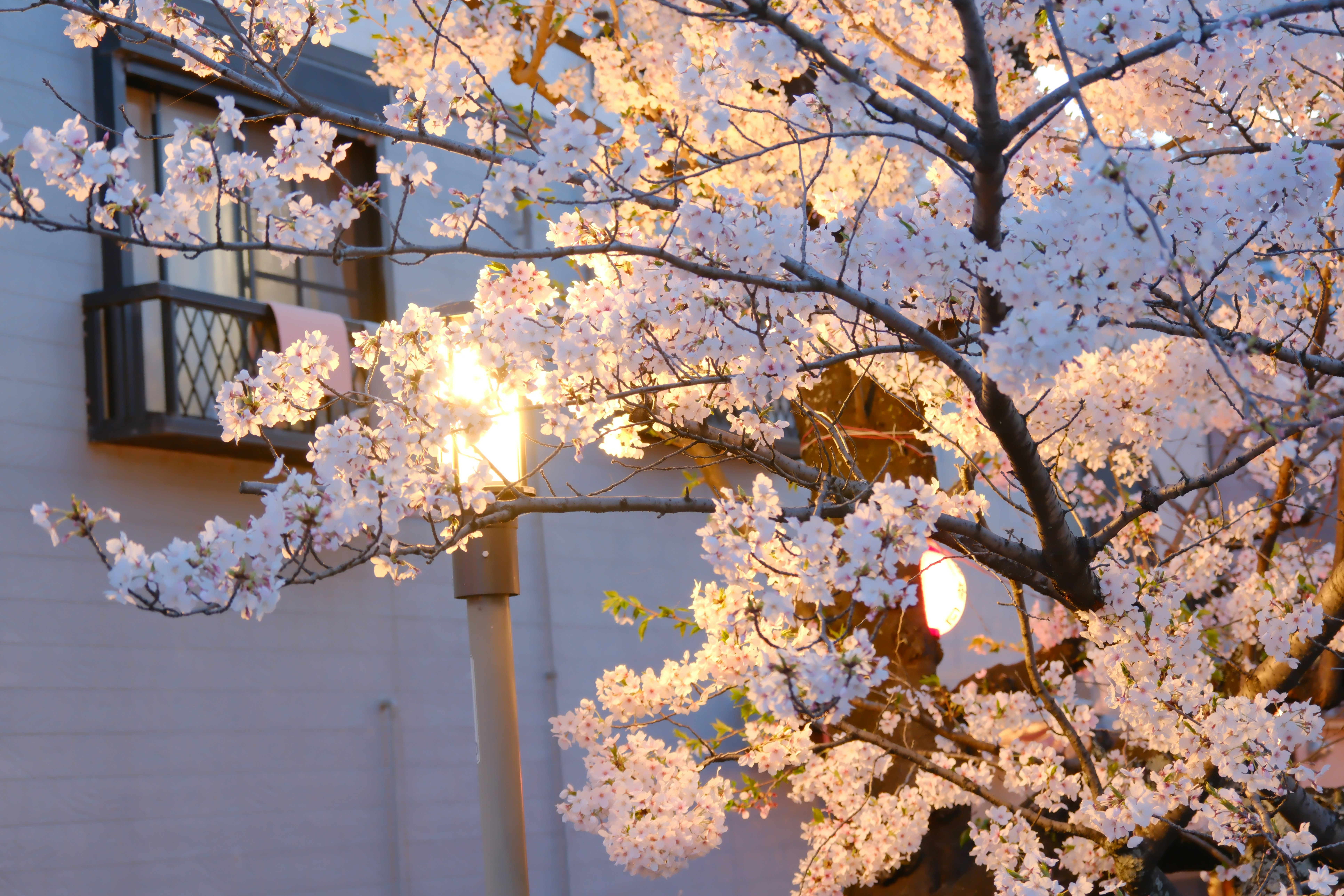 桜の花が咲く木と灯りのある庭先