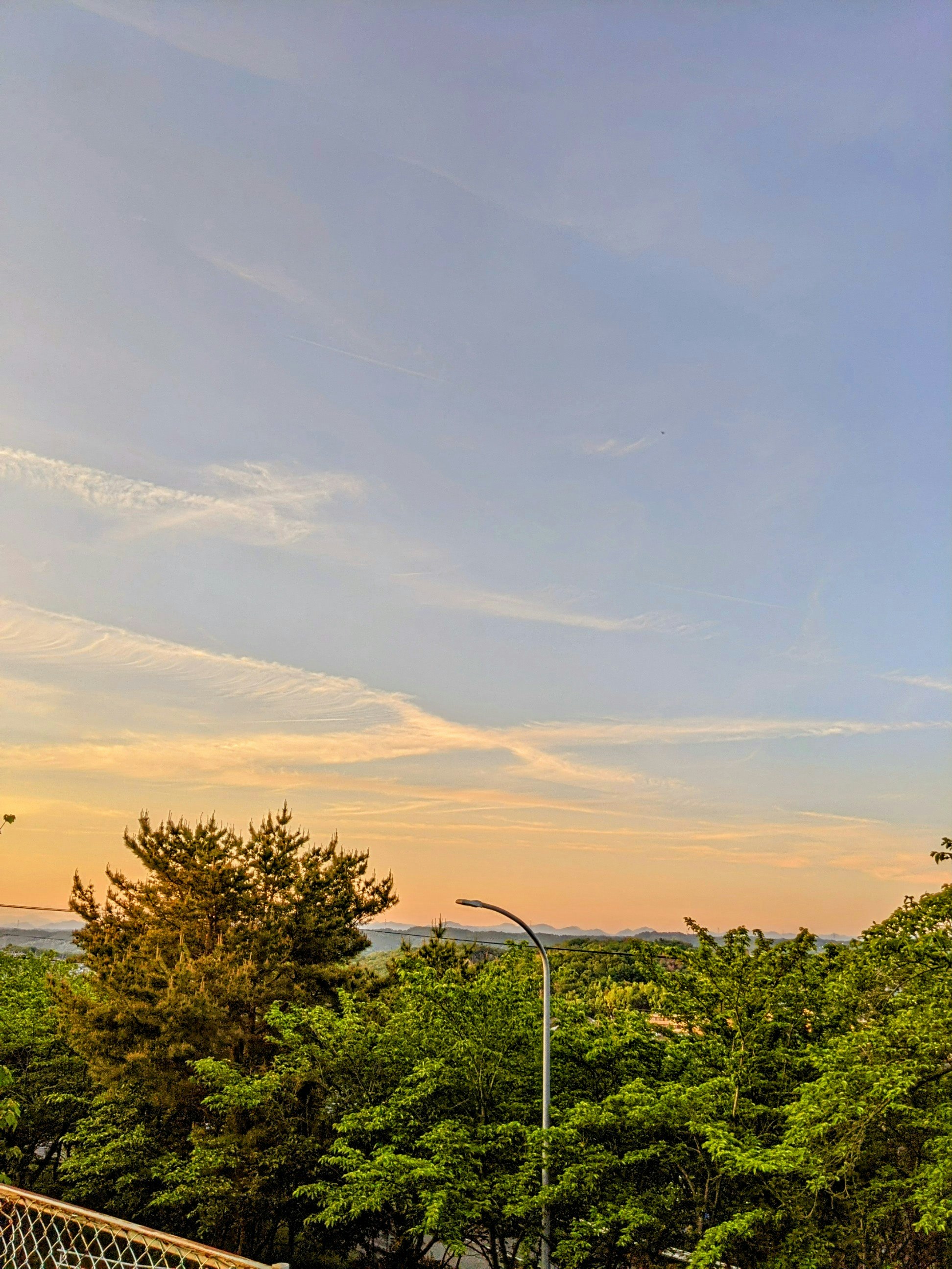 交差する飛行機雲の空と木々の夕景